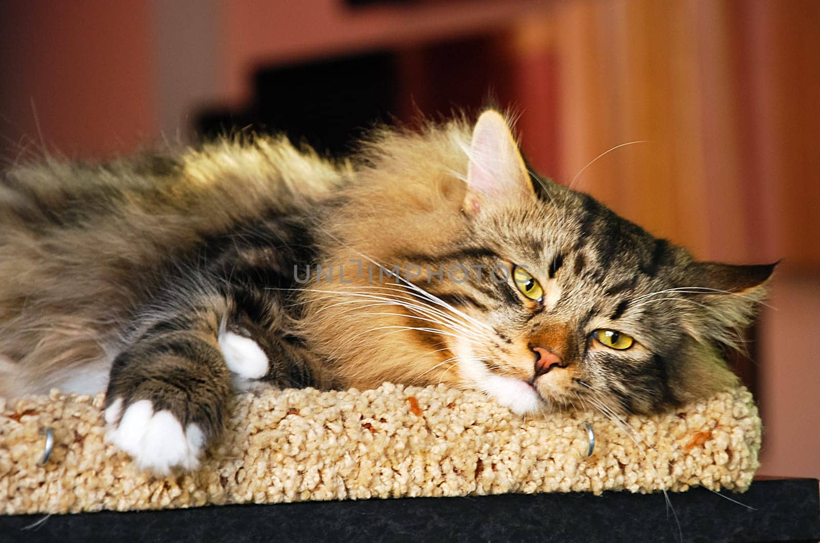 a Cats, lovely fluffy a pets. kitty