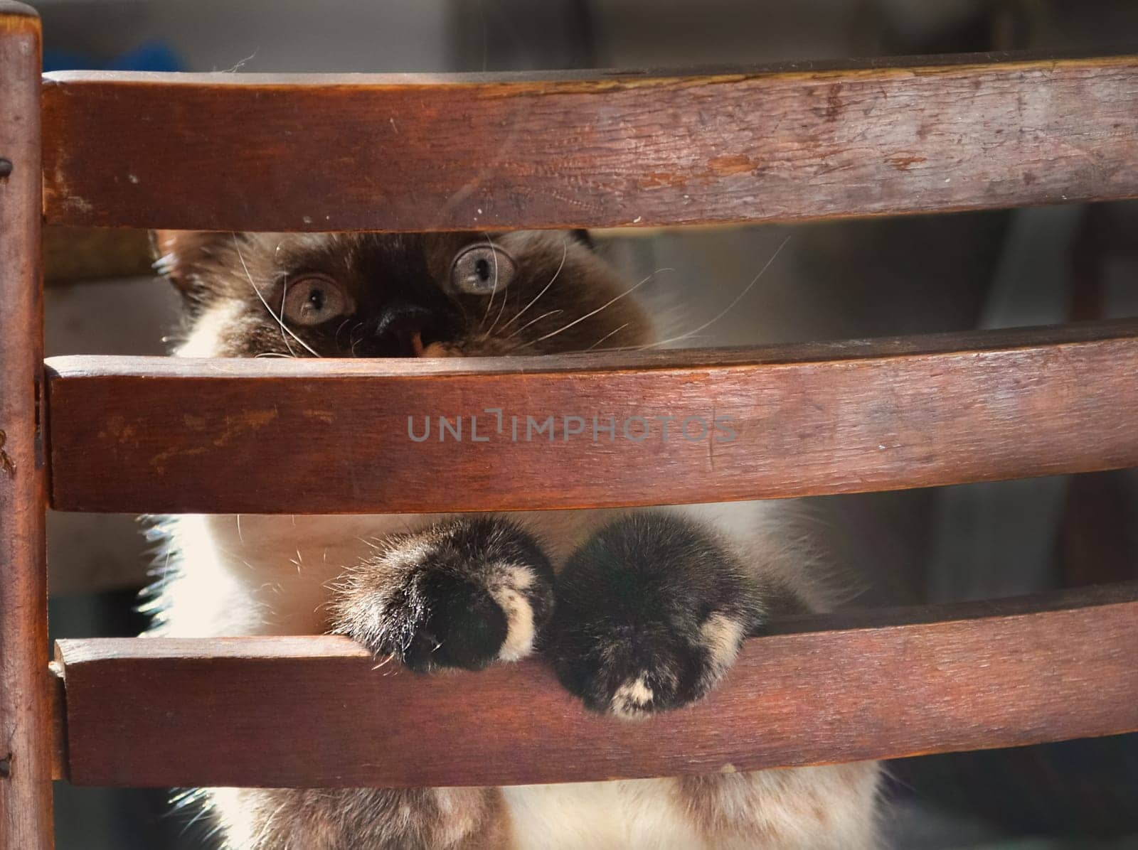 a Cats, lovely fluffy a pets. kitten