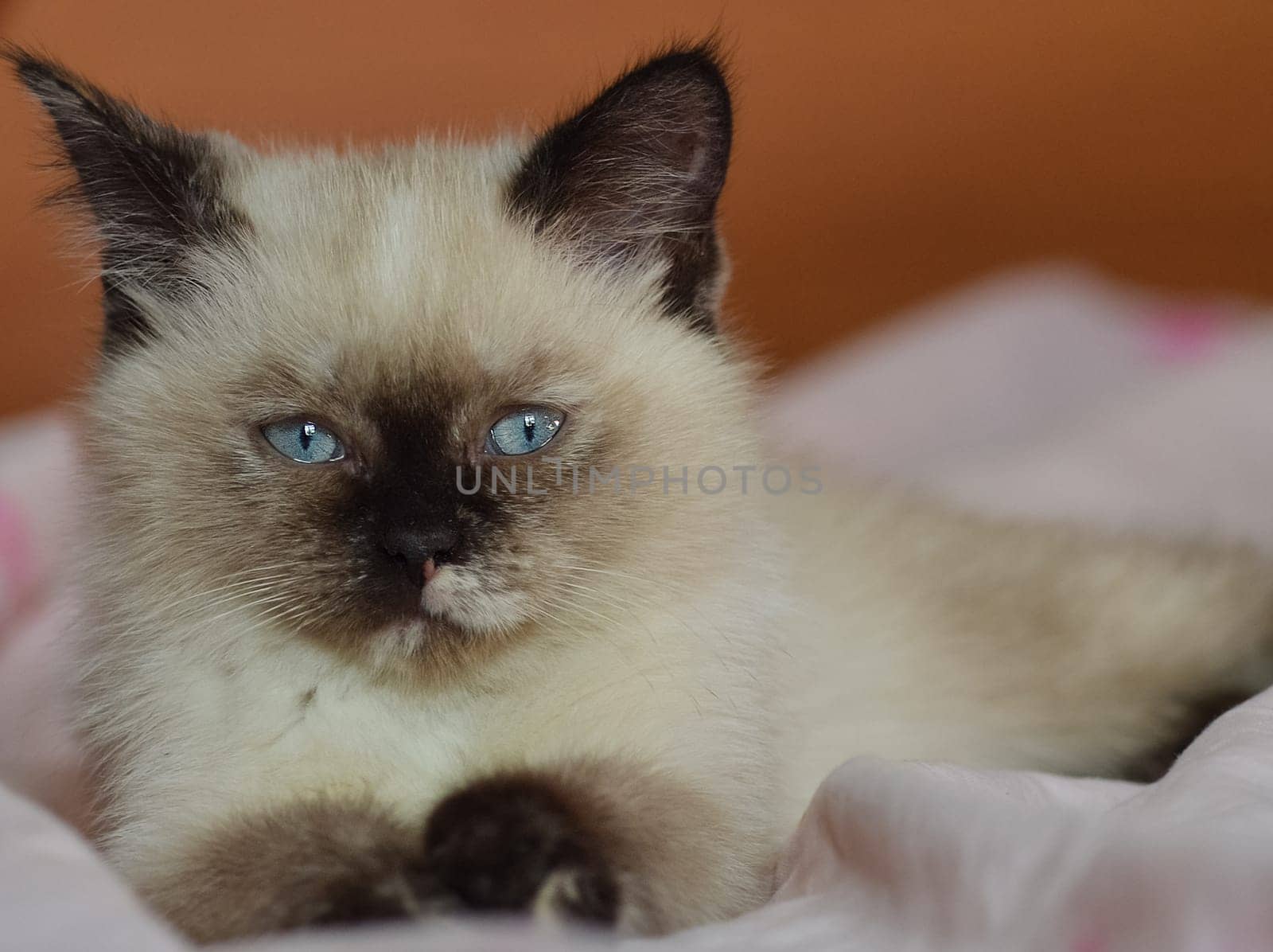 a Cats, lovely fluffy a pets. kitten