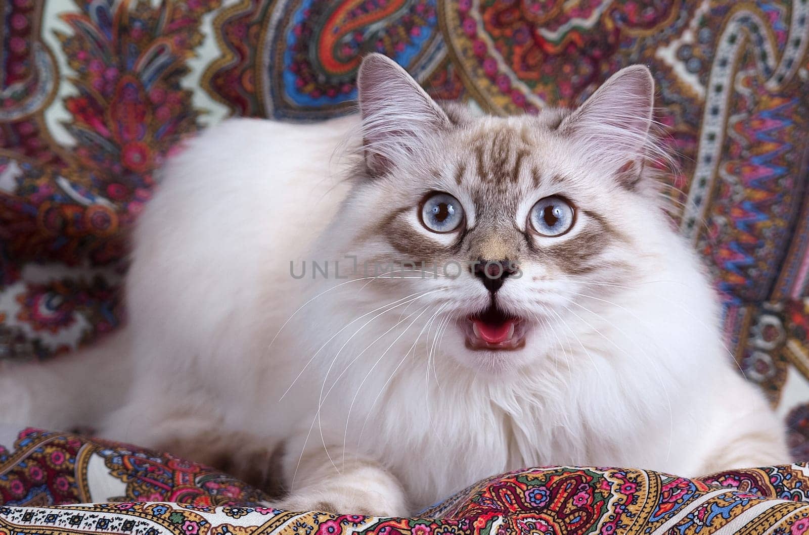 a Cats, lovely fluffy a pets. kitty