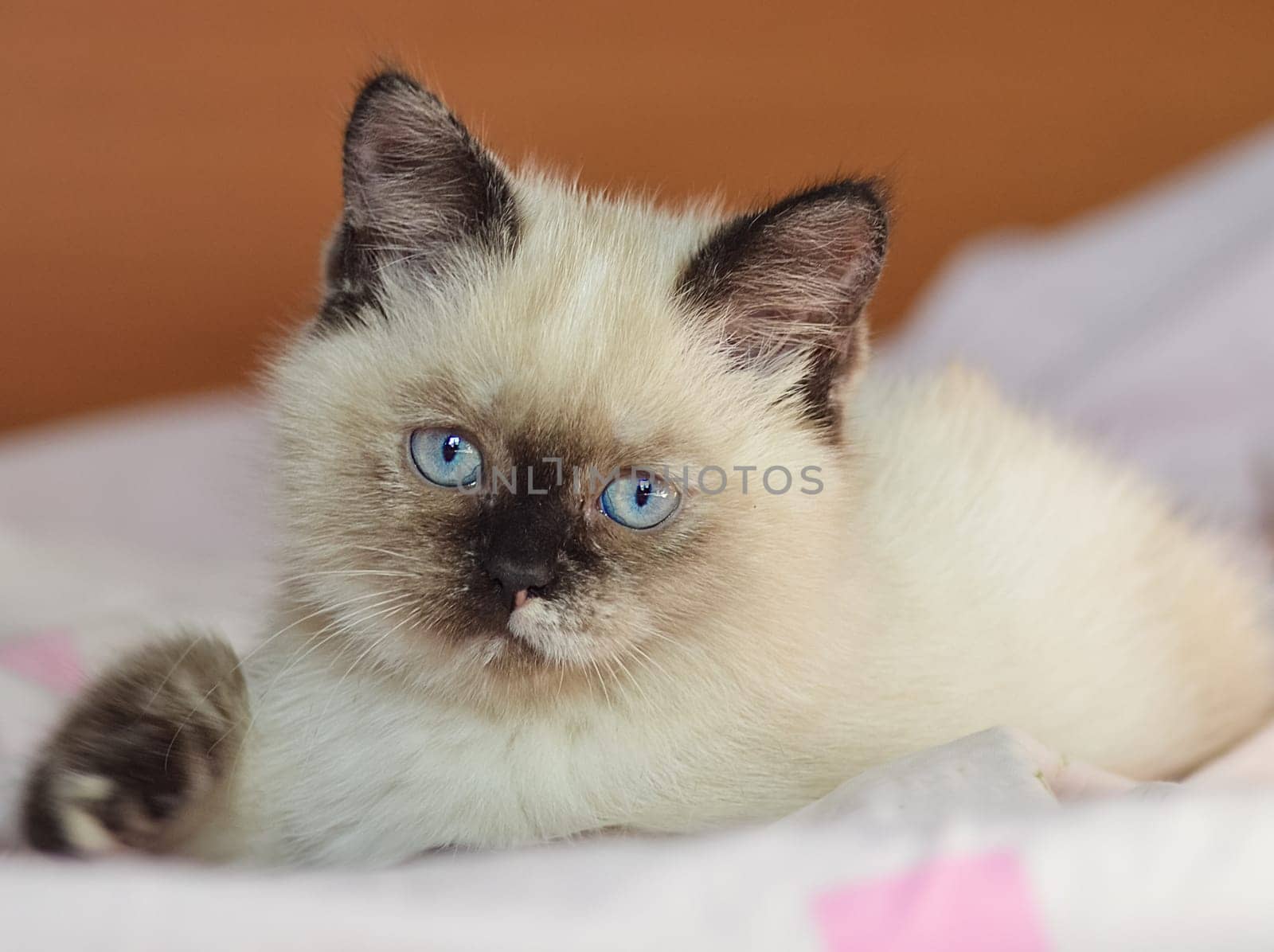 a Cats, lovely fluffy a pets. kitten