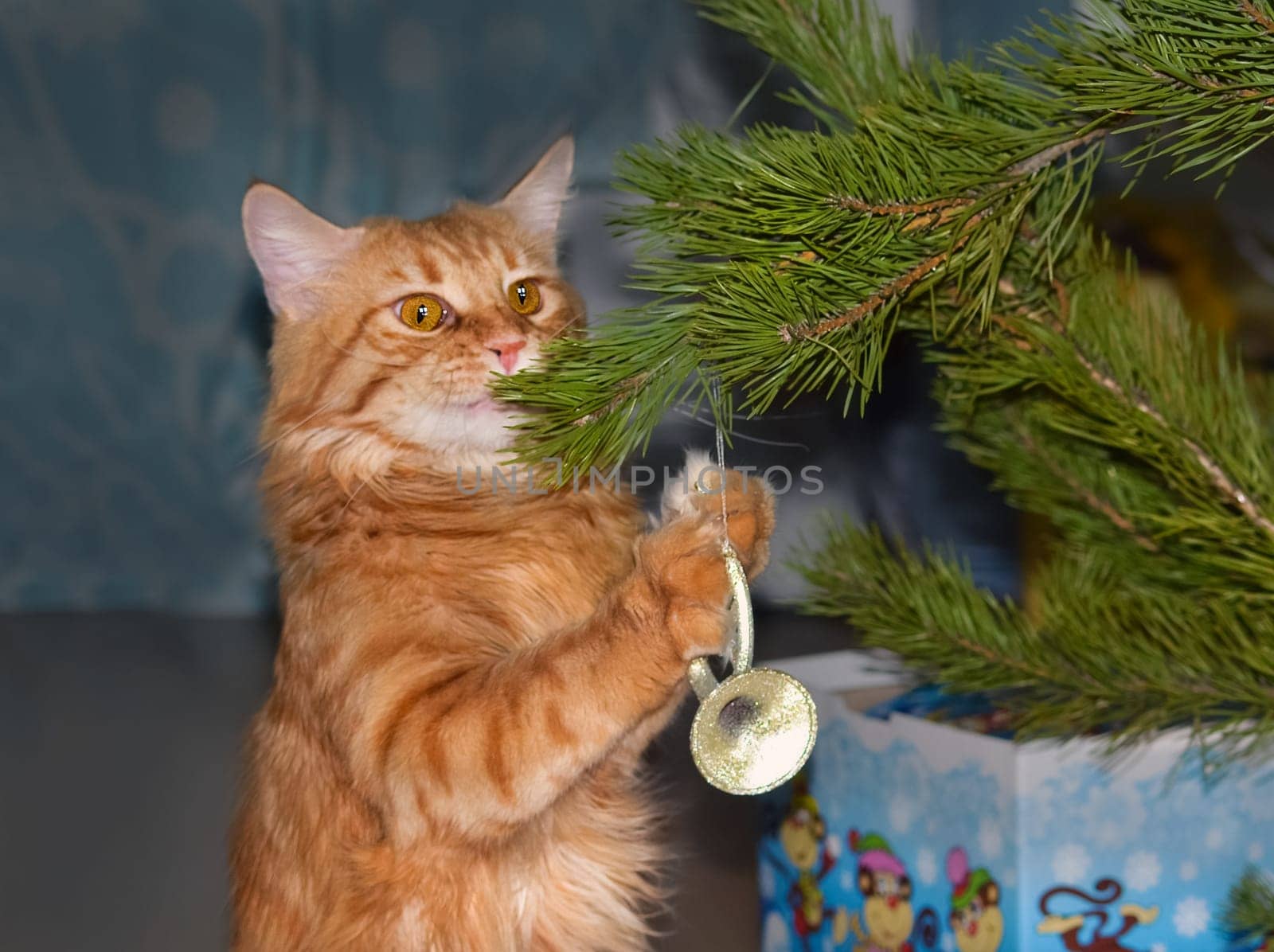 a Cats, lovely fluffy a pets. kitten