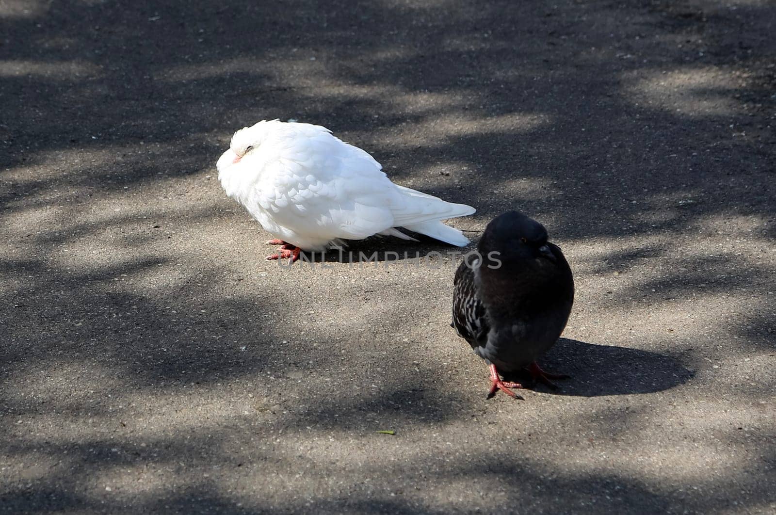 Common blue-gray doves in the city. Bird, who lives next to the man.
