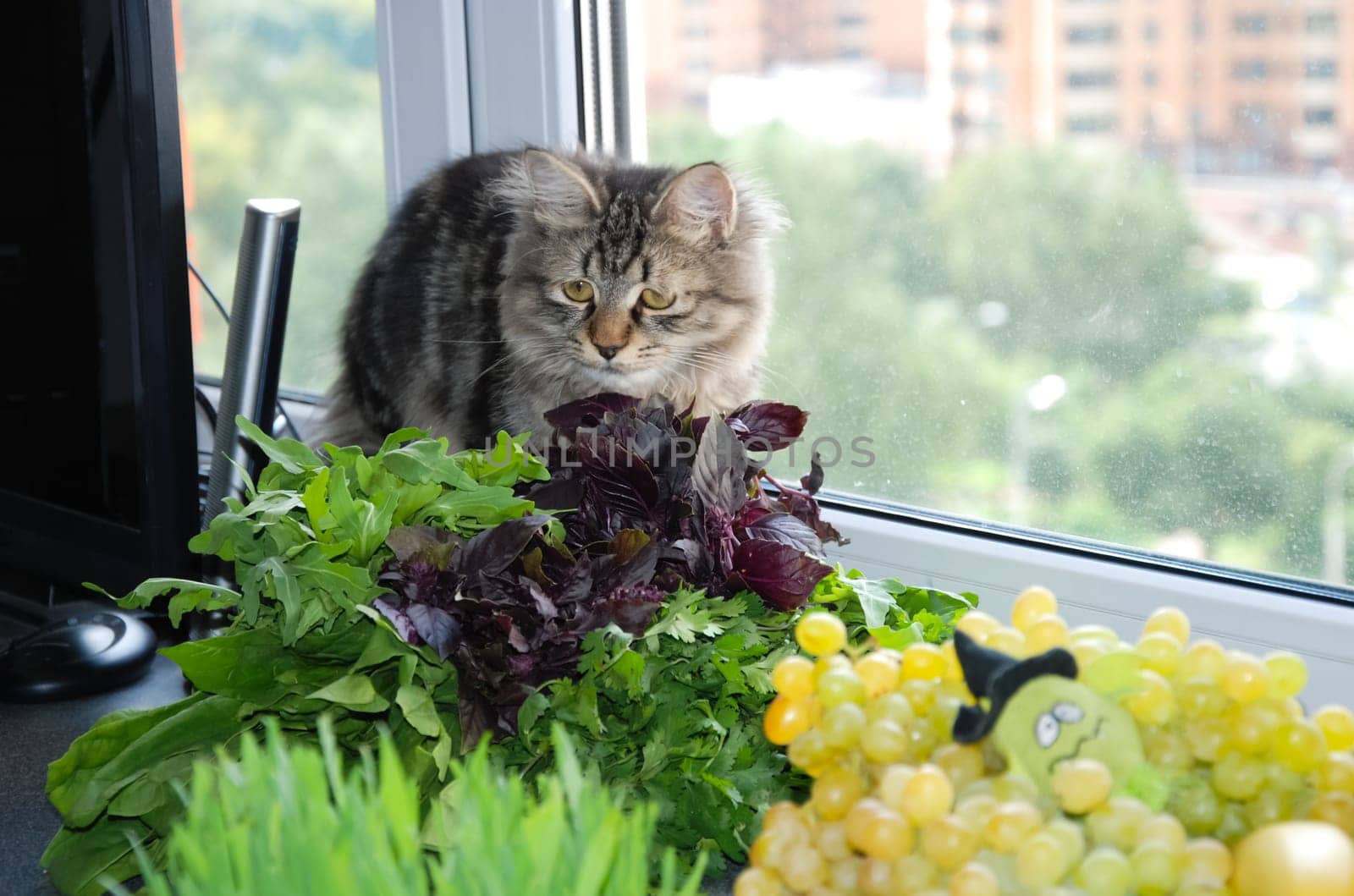 a Cats, lovely fluffy a pets. kitty