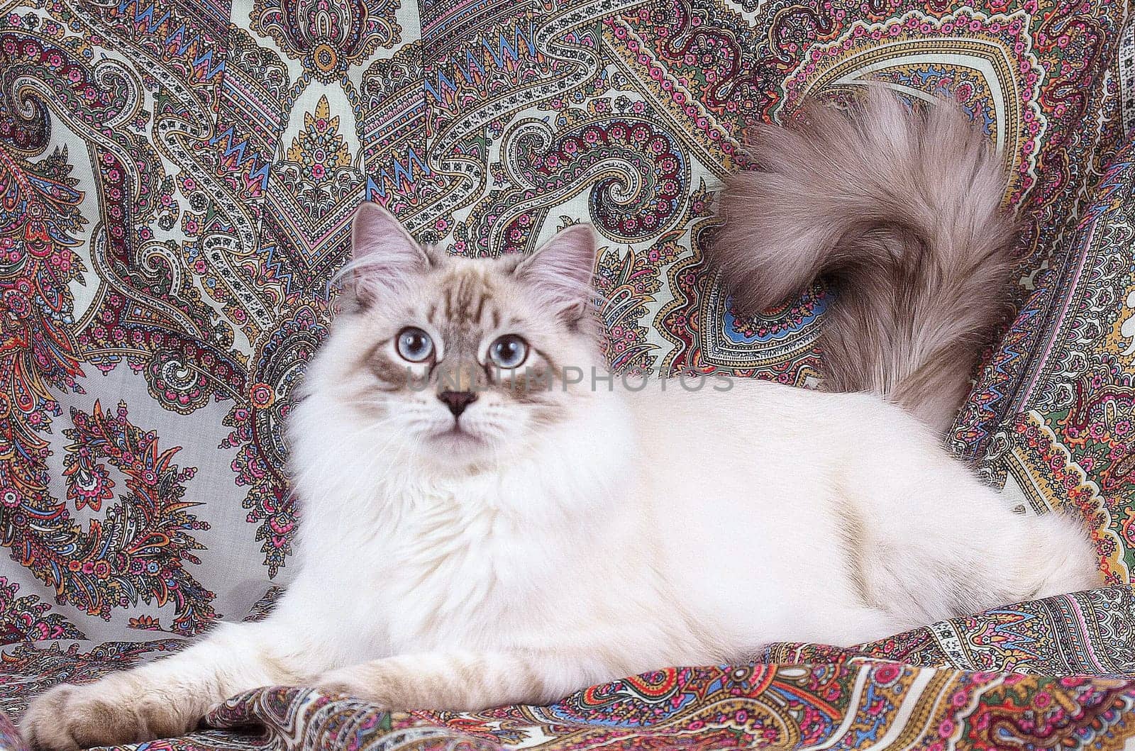 a Cats, lovely fluffy a pets. kitty