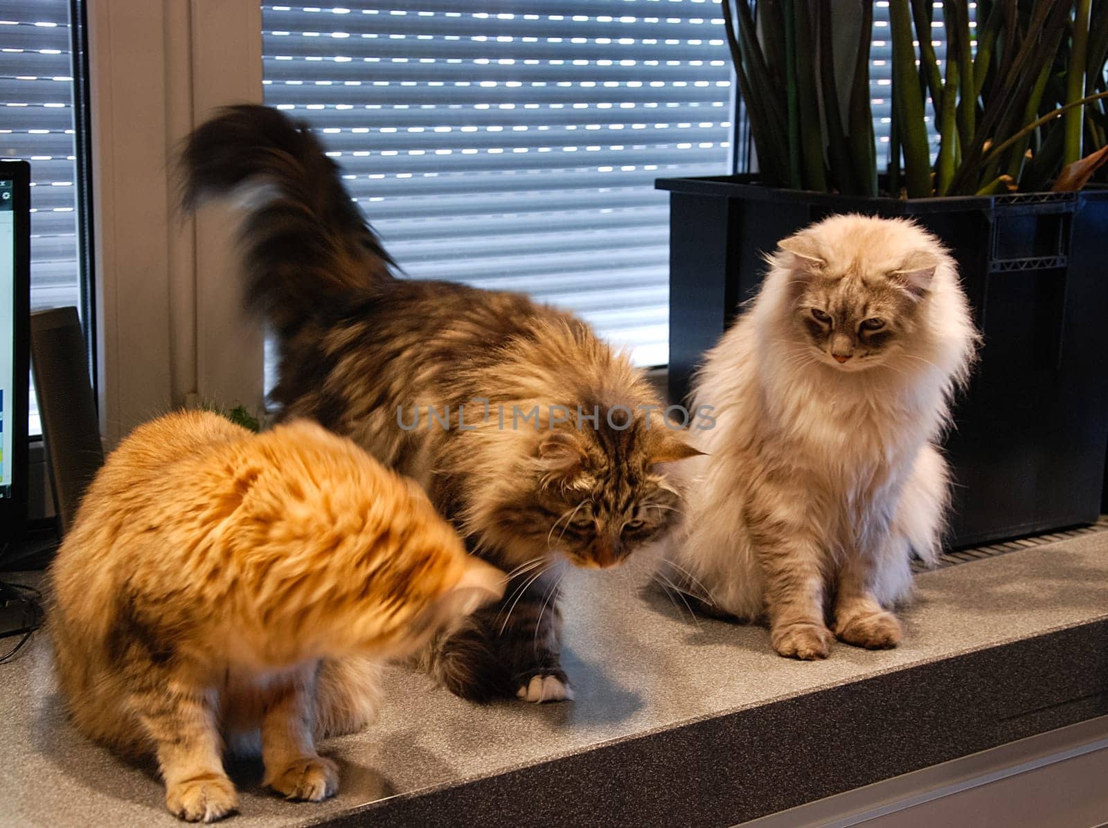 a Cats, lovely fluffy a pets. kitten