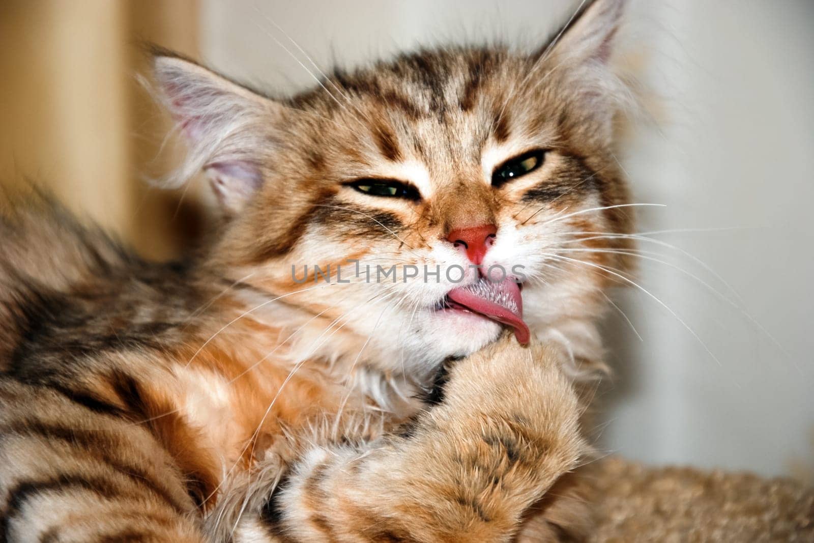 a Cats, lovely fluffy a pets. kitty