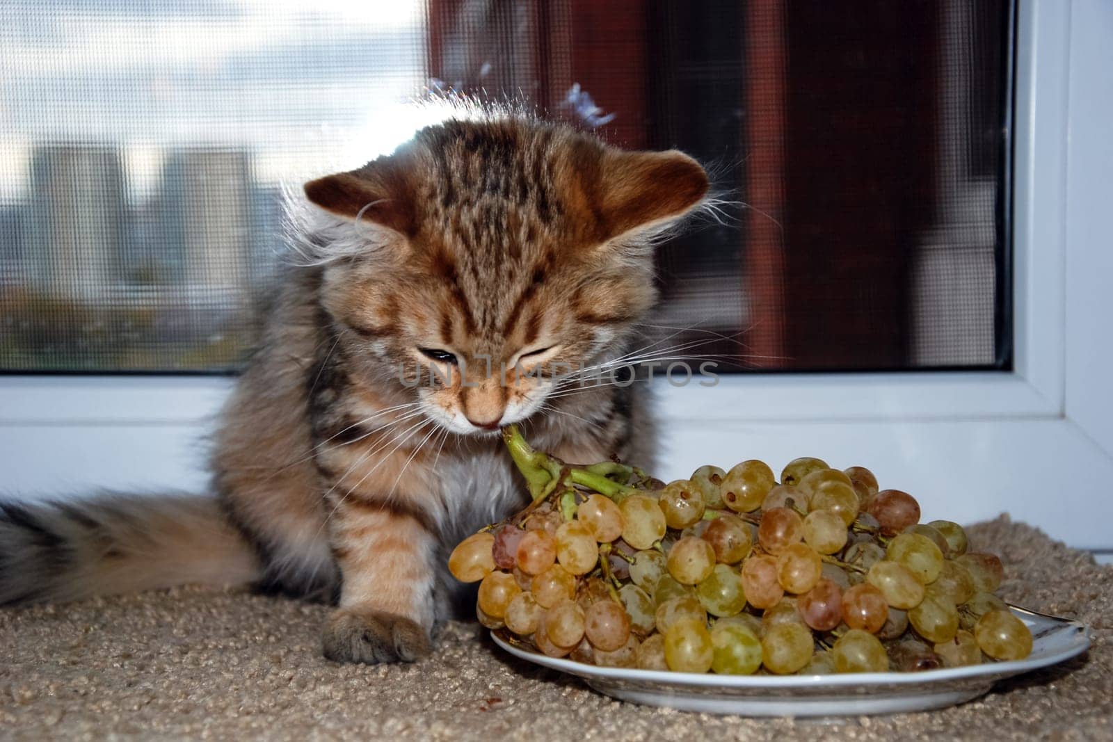 a Cats, lovely fluffy a pets. kitty
