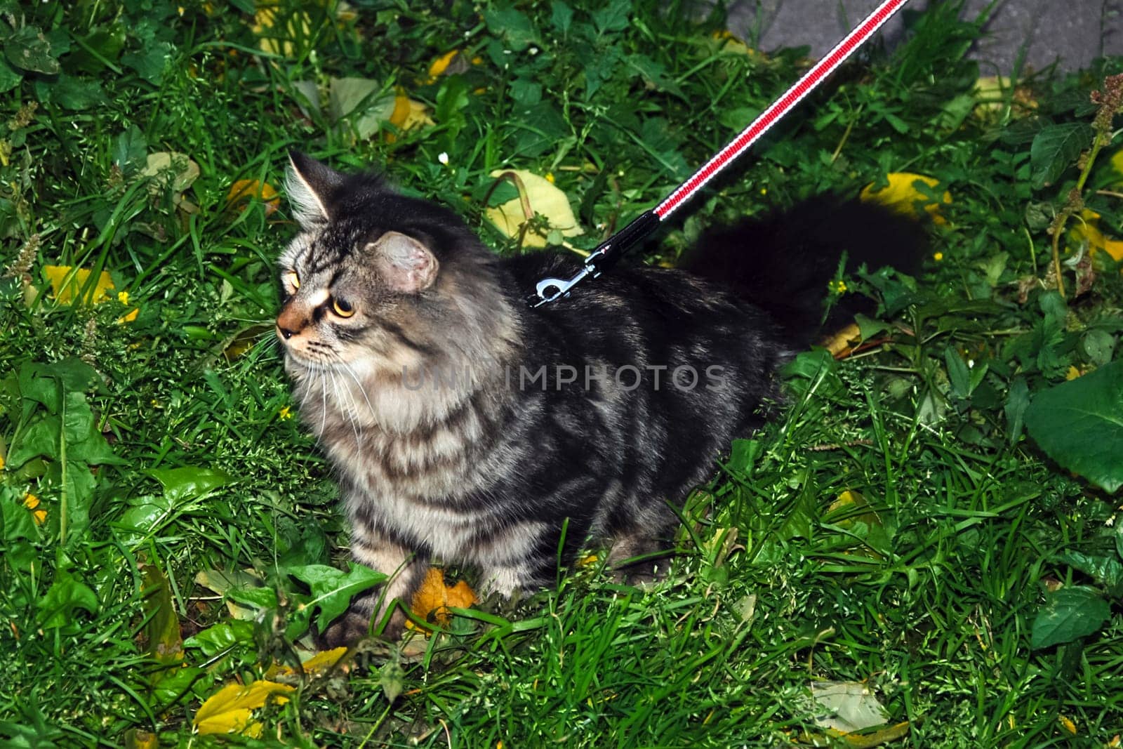 a Cats, lovely fluffy a pets. kitty
