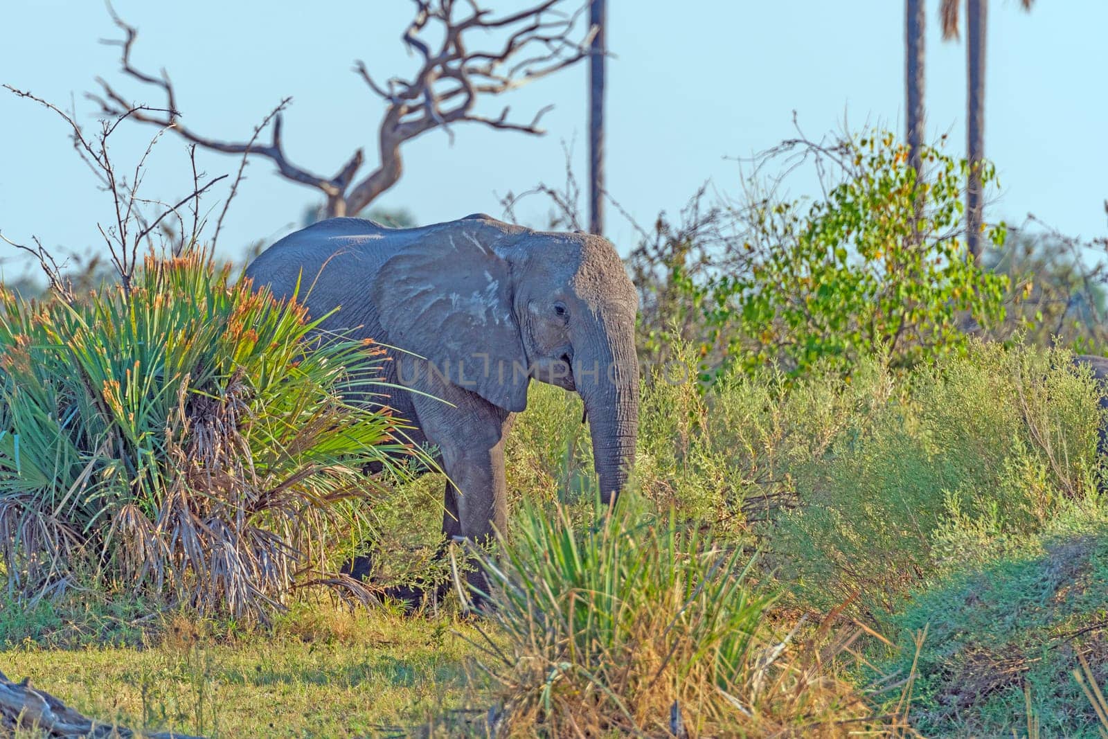 Young Elephant Peeking Through the Grasses While Feeding in the Okavango Delta in Botswana