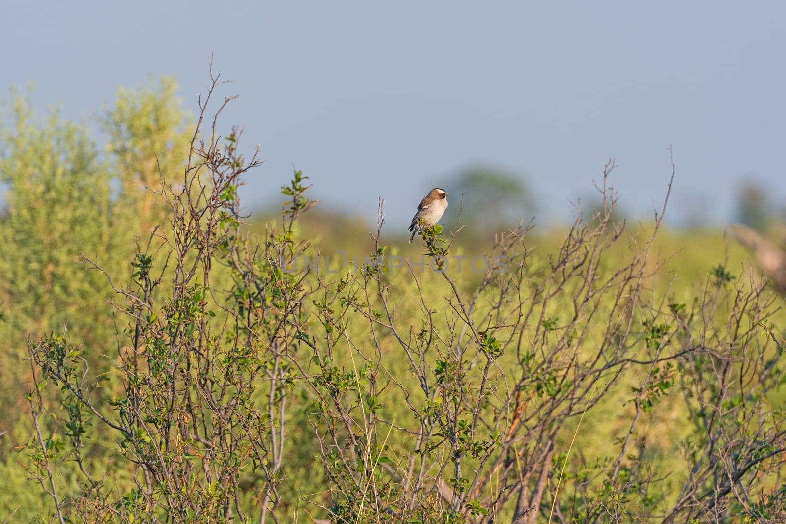 White Browed Sparrow Weaver in the Okavango Delta in Botswana