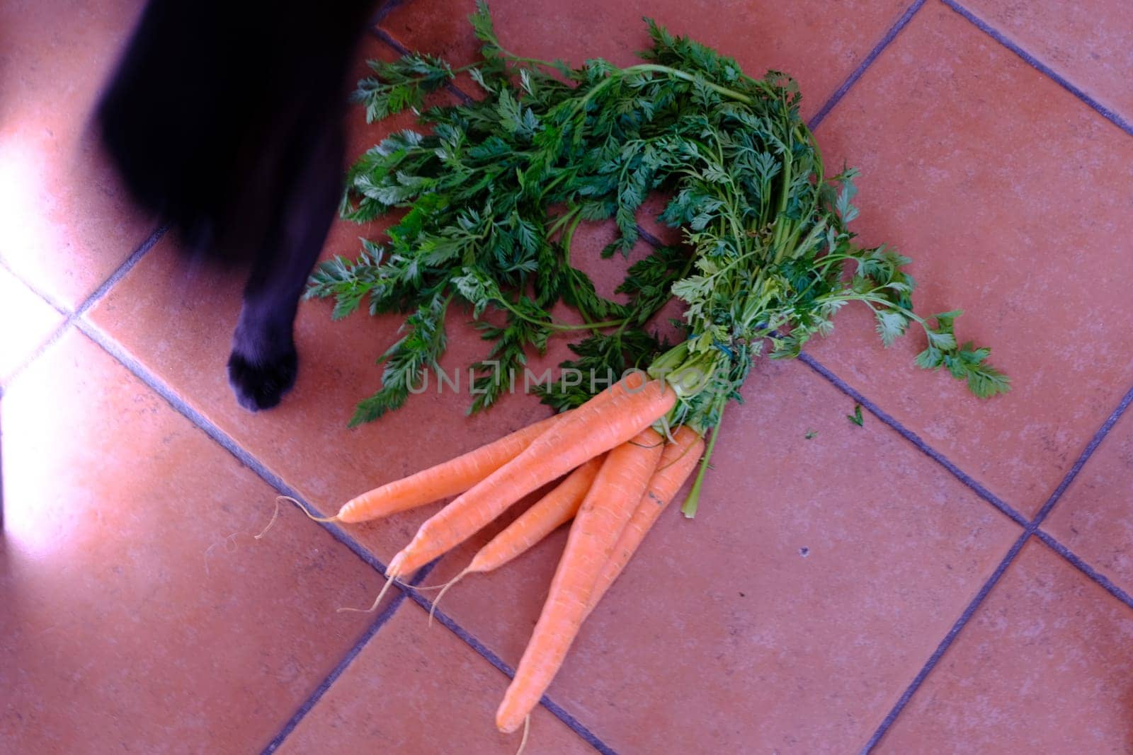 Black cat and carrots exposed on ceramic floor backround