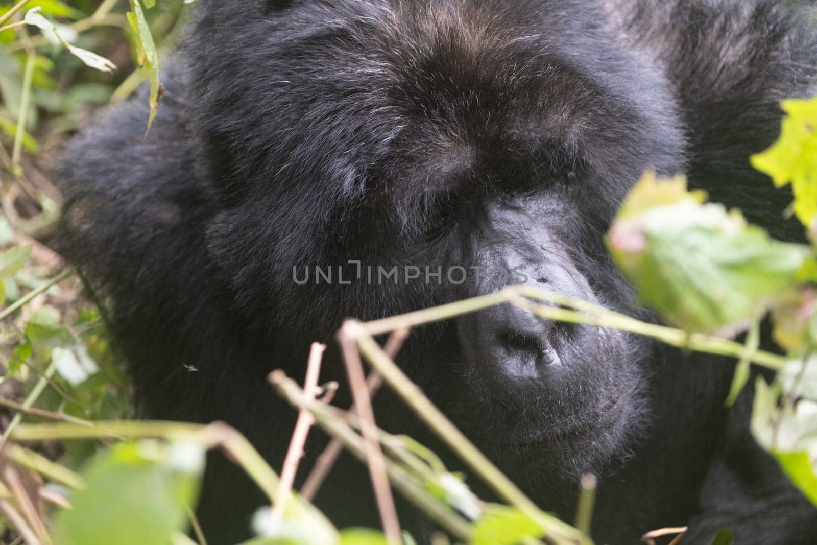 great silverback Mountain Gorilla, in the Bwindi National Park in Uganda.