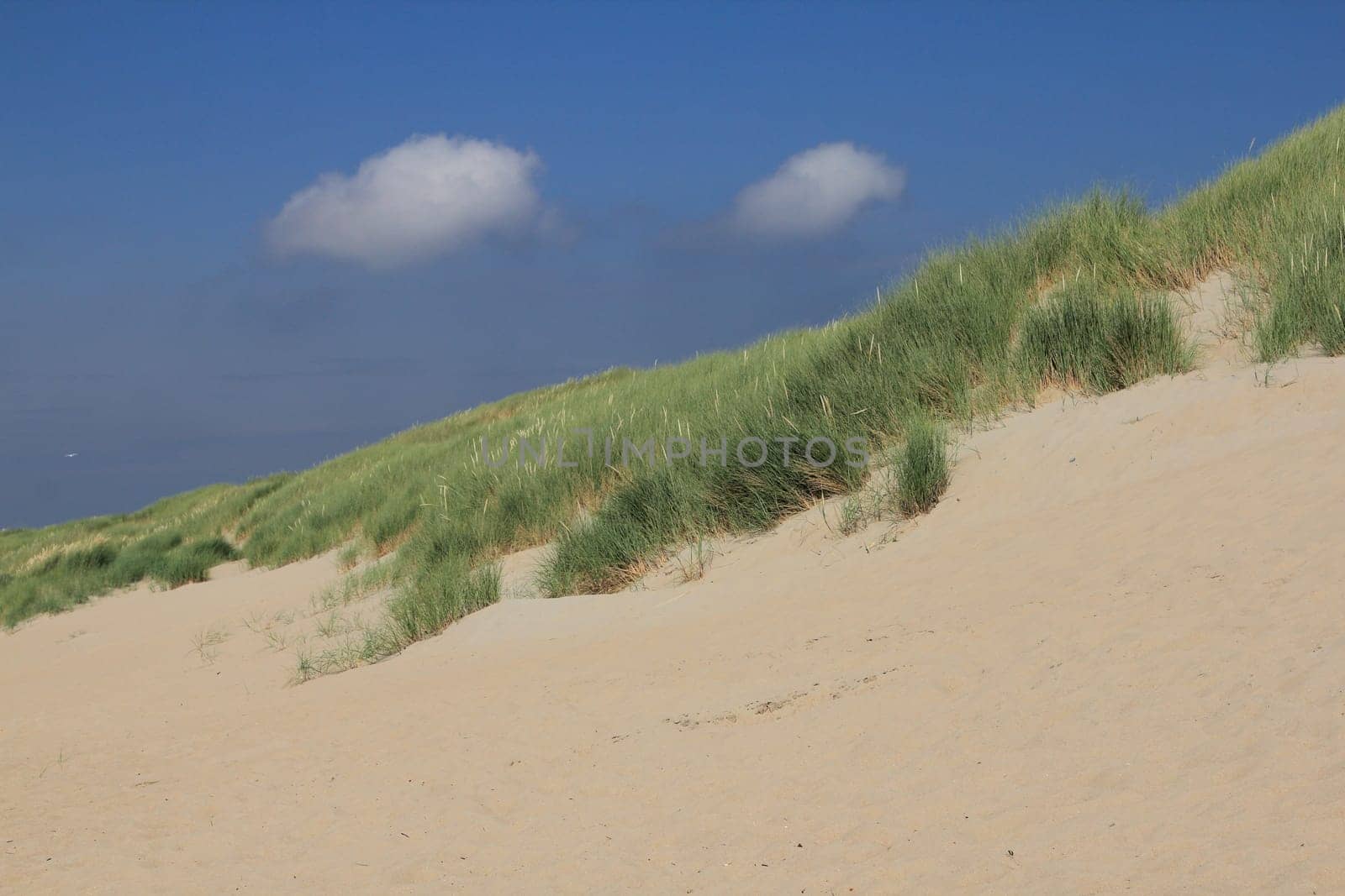 A dune landscape on the North Sea coast in the Netherlands
