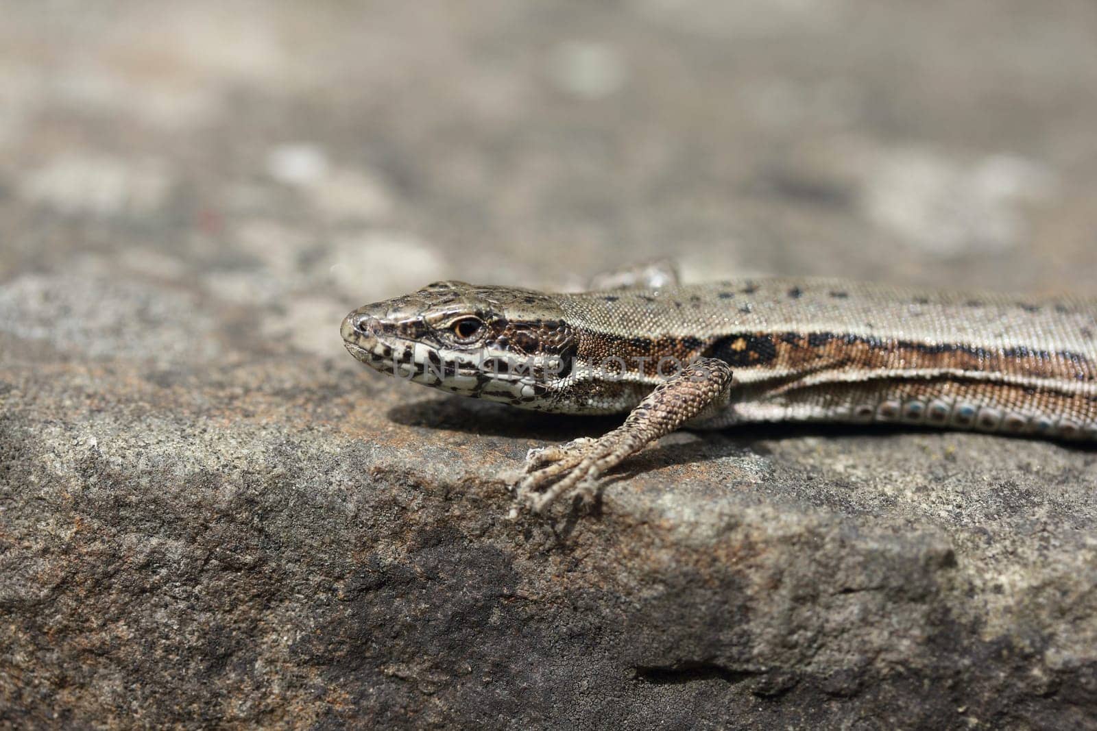 Podarcis muralis (common wall lizard) is a species of lizard with a large distribution in Europe and well-established introduced populations in North America