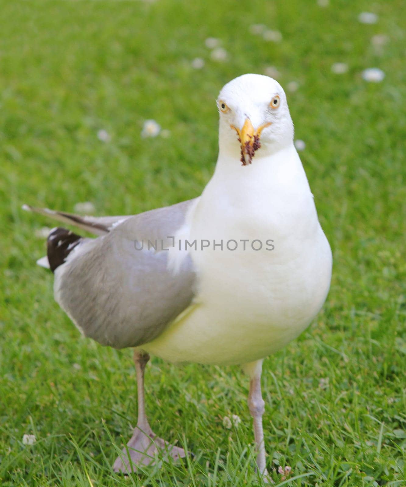 The European herring gull (Larus argentatus) is a large gull. One of the best known of all gulls along the shores of western Europe, it was once abundant.