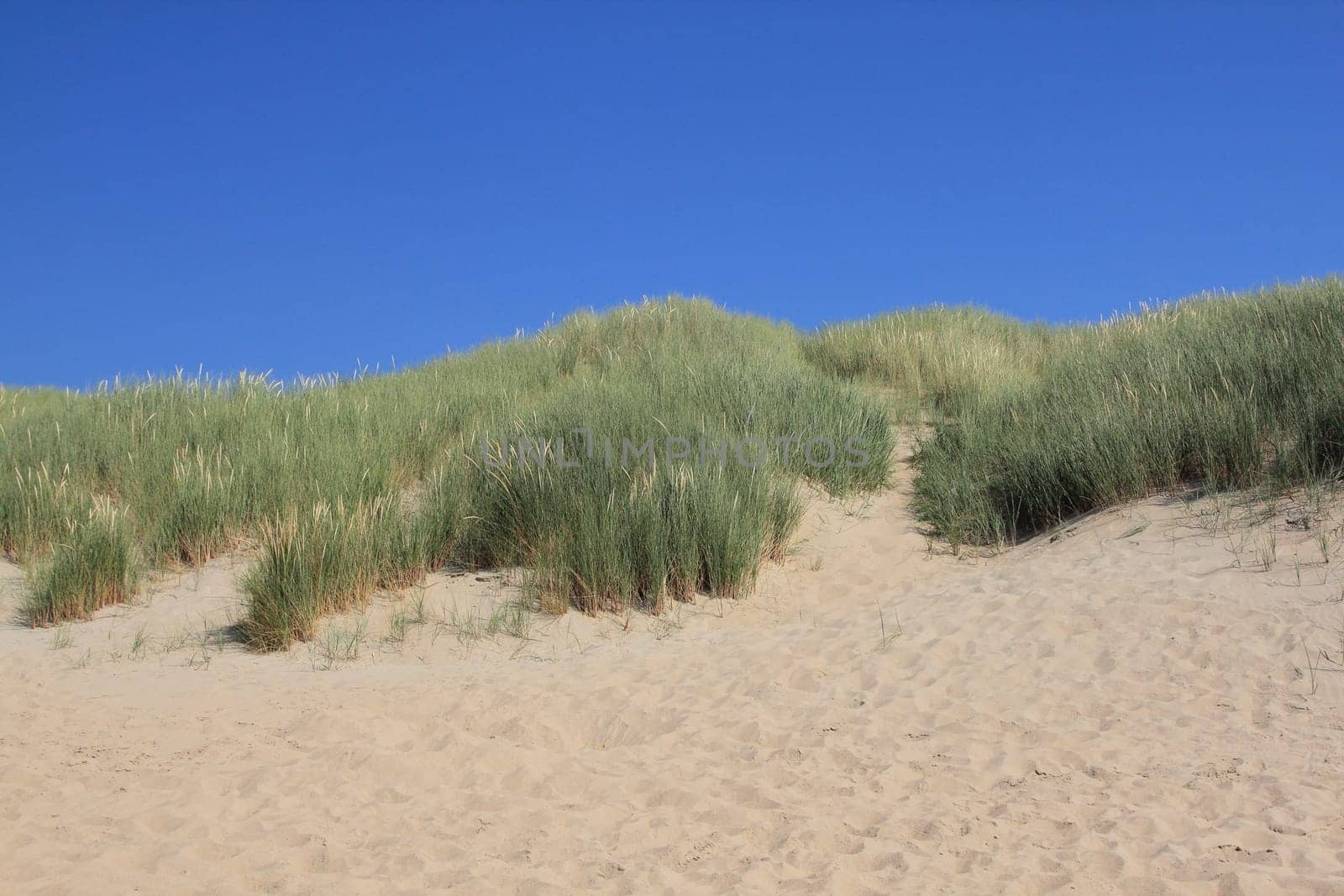 A dune landscape on the North Sea coast in the Netherlands