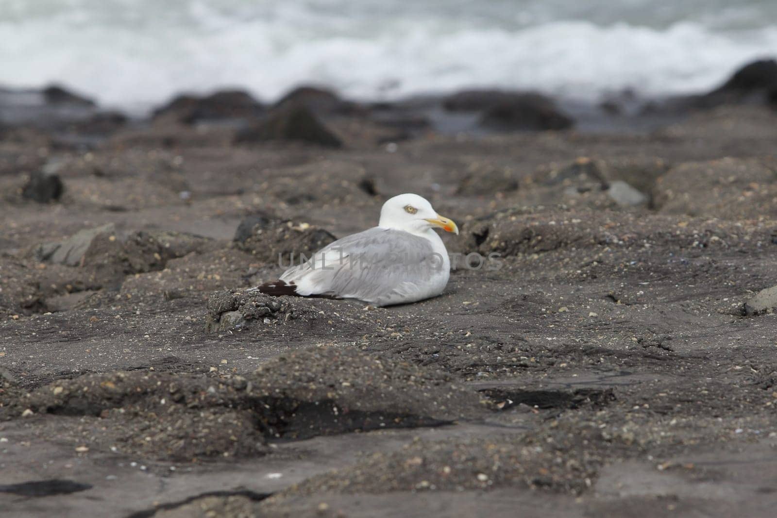 The European herring gull (Larus argentatus) is a large gull. One of the best known of all gulls along the shores of western Europe, it was once abundant.