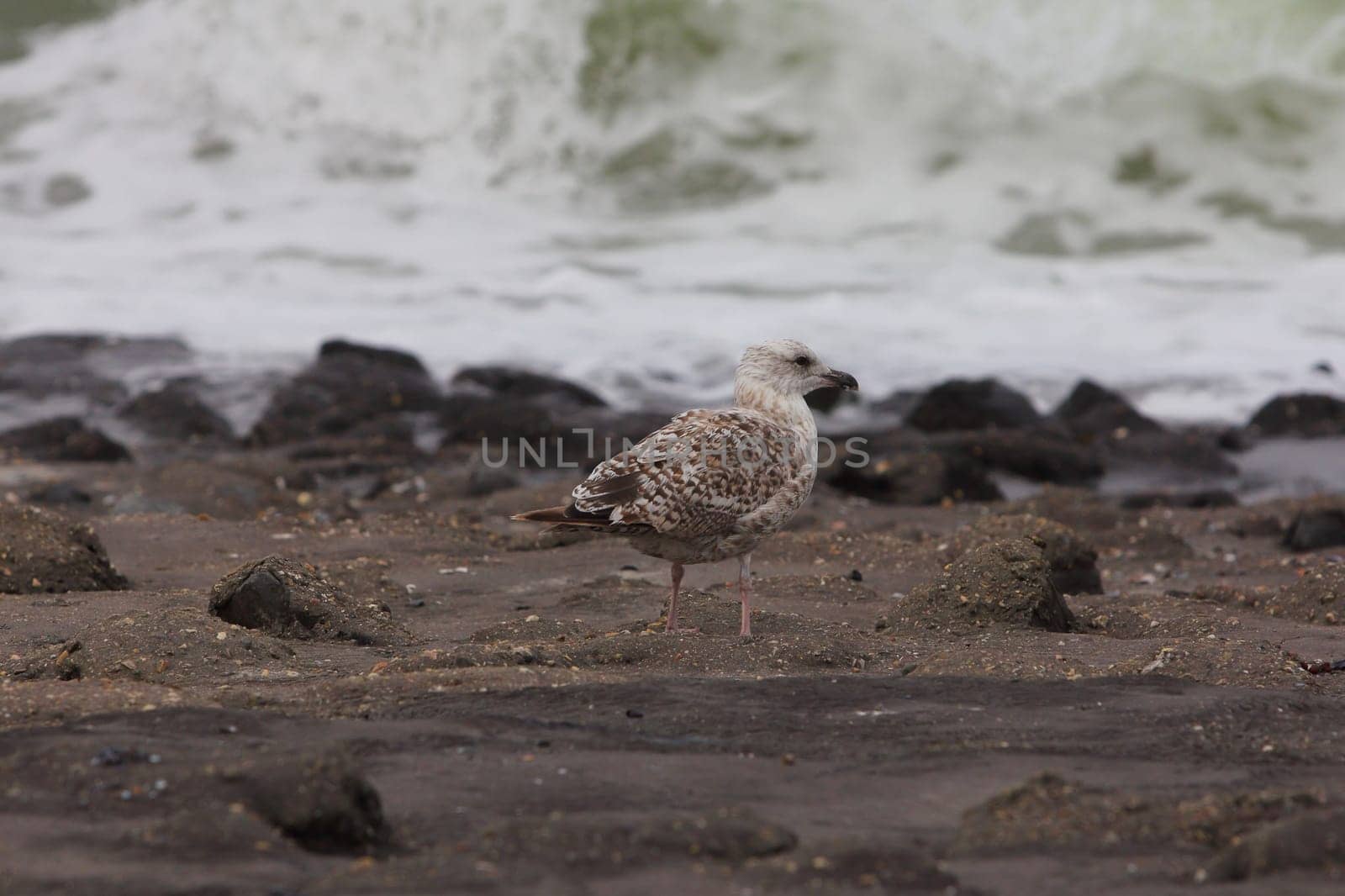 The European herring gull (Larus argentatus) is a large gull. One of the best known of all gulls along the shores of western Europe, it was once abundant.