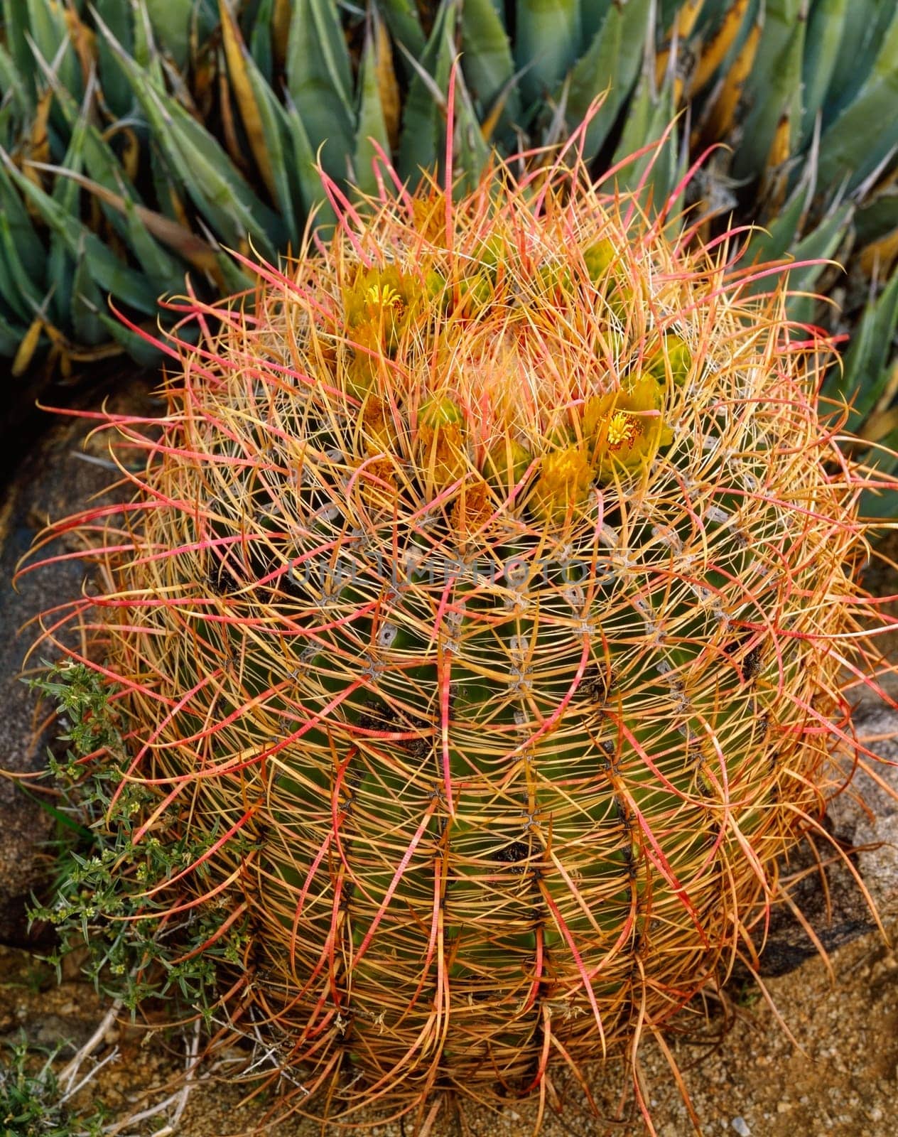 Barrel Cactus in the Desert