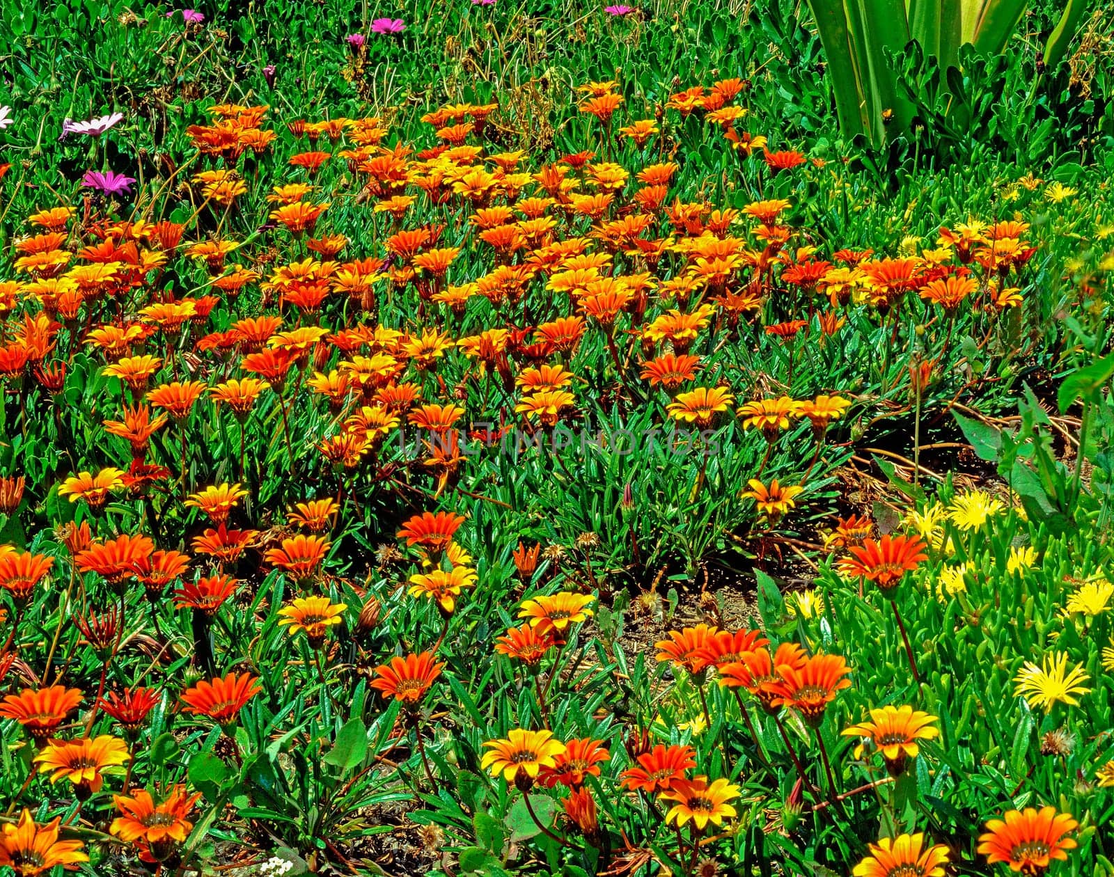 Blooming Gezanie in the Garden