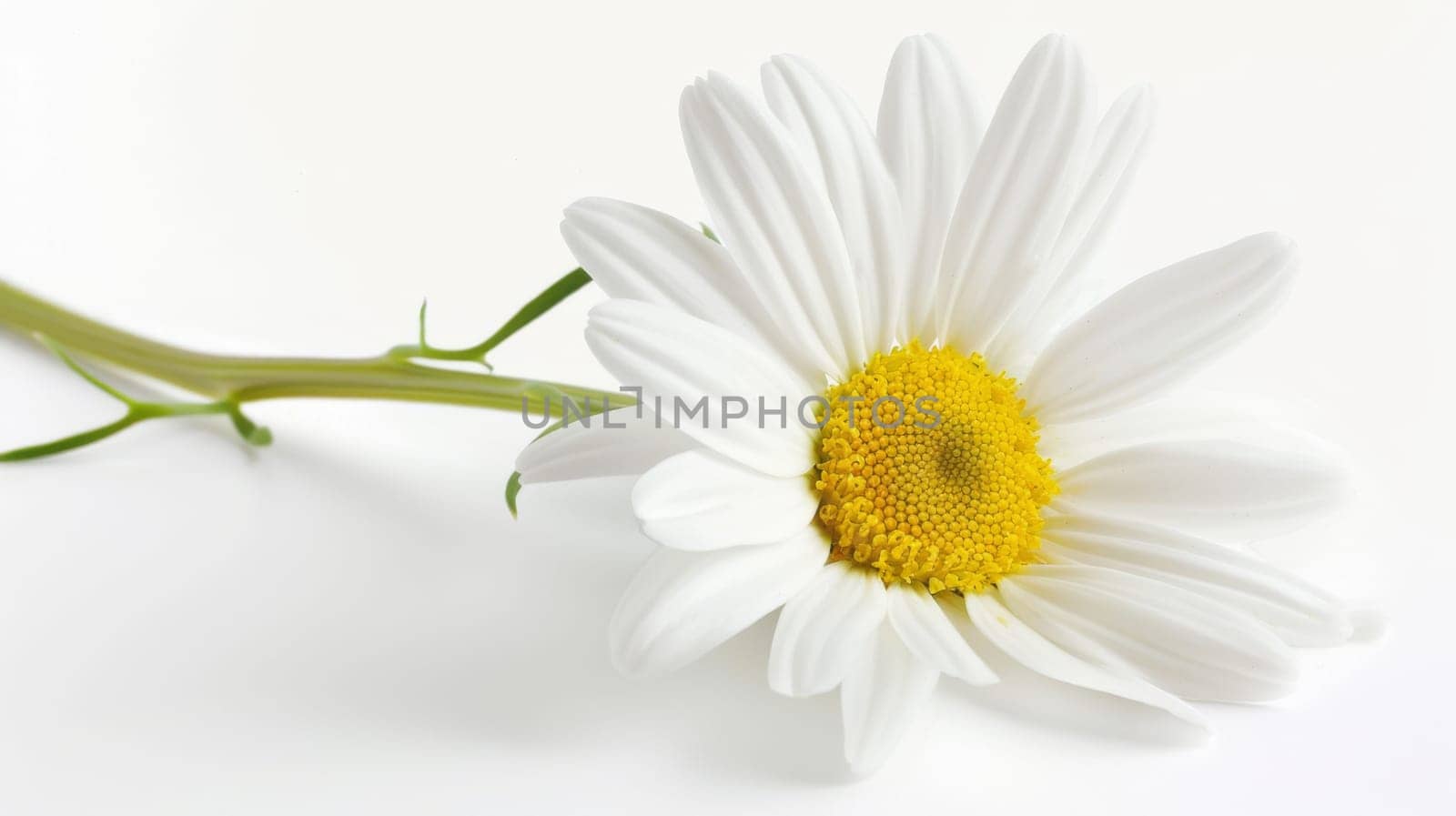 A white flower with a vibrant yellow center stands out against a clean white background. The delicate petals radiate elegance and simplicity, creating a striking contrast.