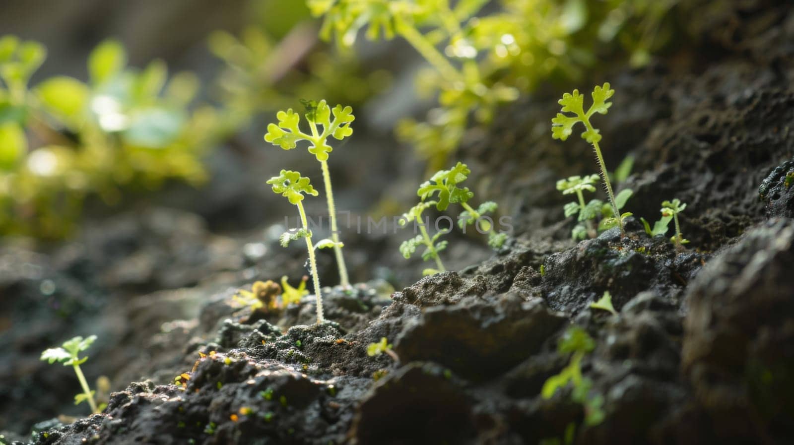 In this close-up view, small green plants are visibly sprouting out of the brown soil, indicating growth and new life. The delicate stems and leaves are reaching towards the sunlight, showcasing the resilience and beauty of nature.