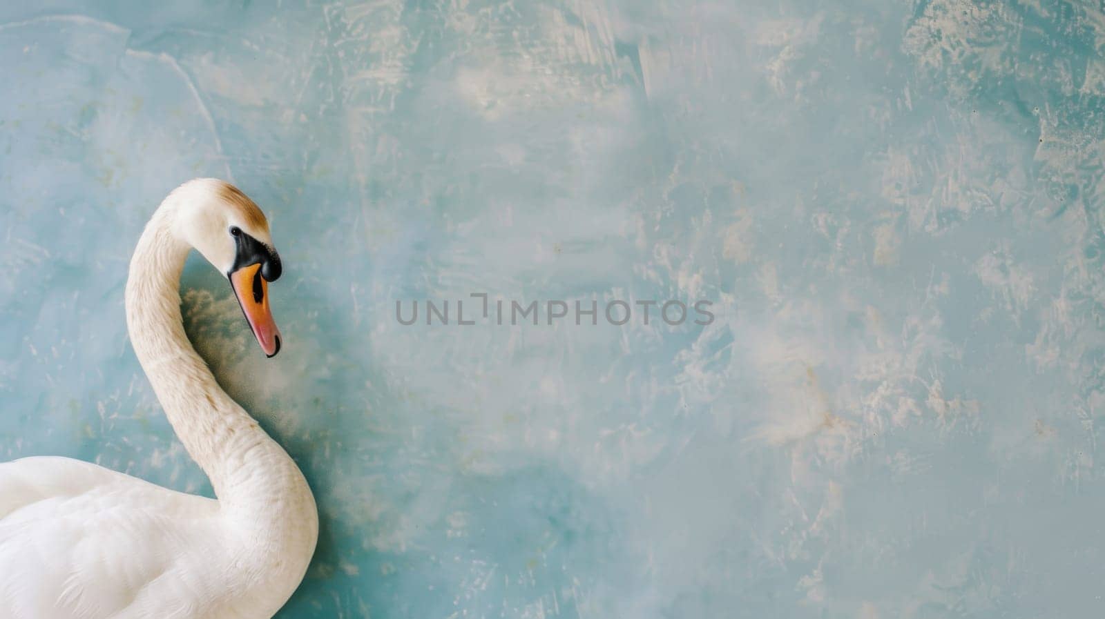A white swan gracefully glides across the water, its large wings elegantly outstretched as it moves peacefully through the serene aquatic environment.