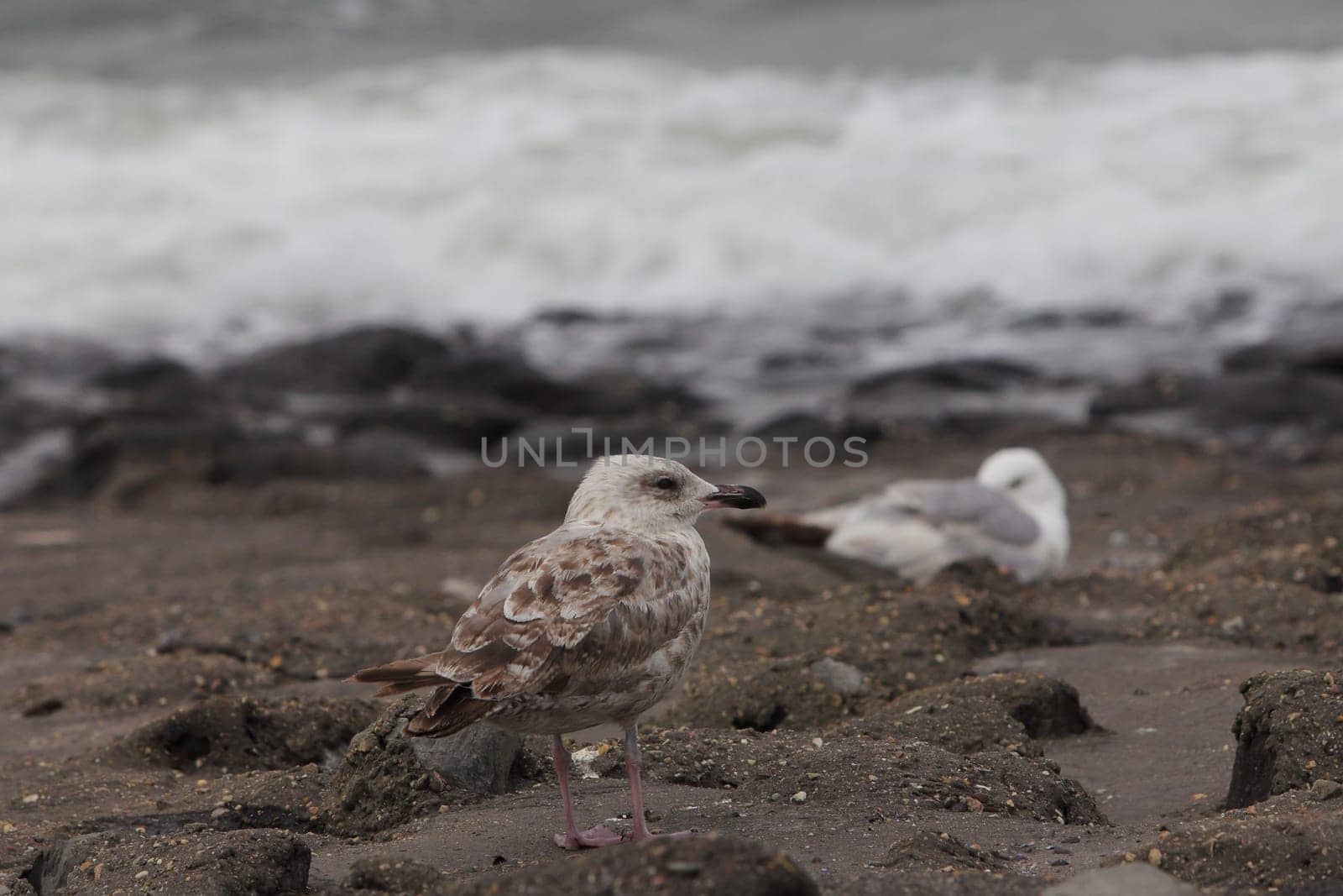 The European herring gull (Larus argentatus) is a large gull. One of the best known of all gulls along the shores of western Europe, it was once abundant.