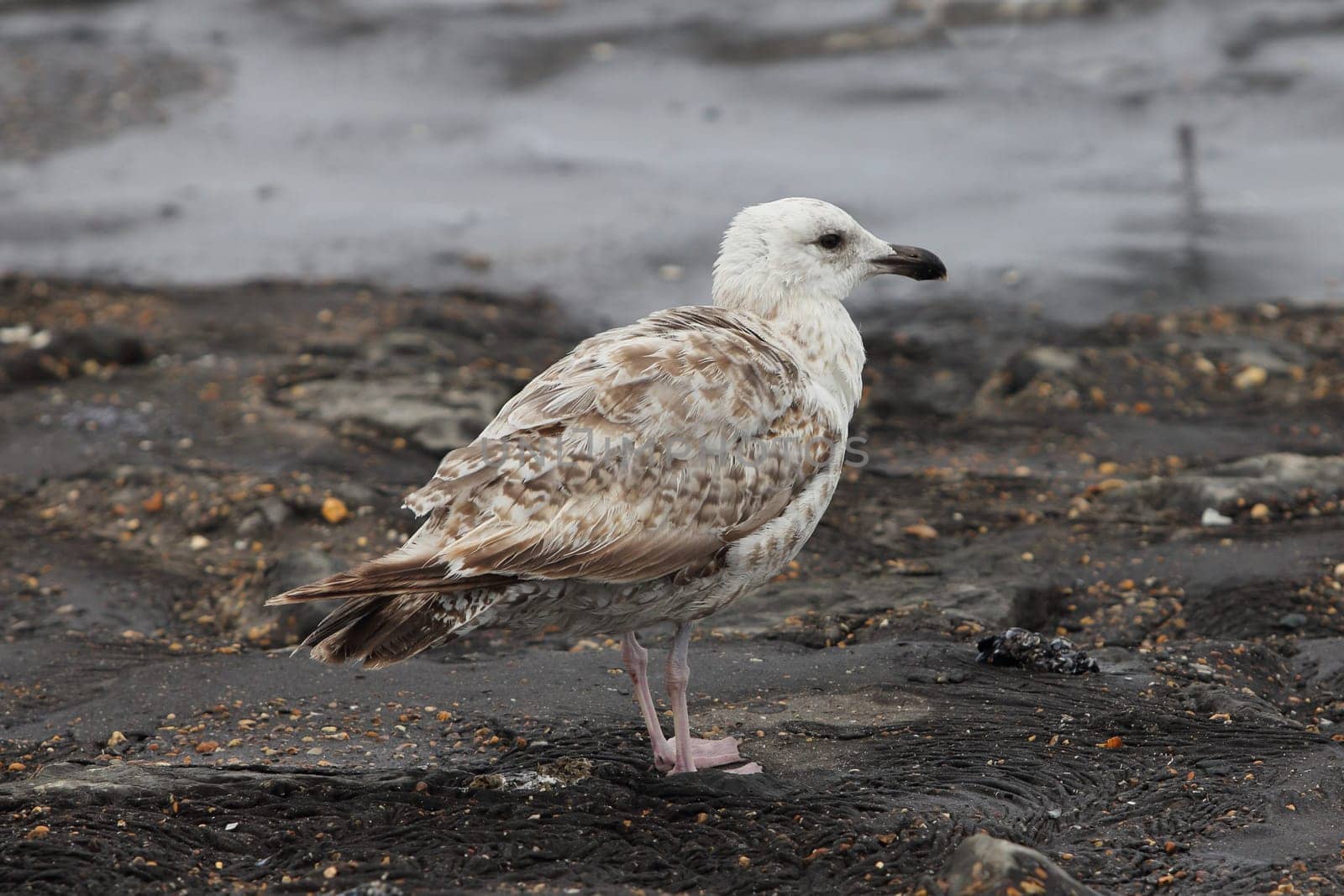 The European herring gull (Larus argentatus) is a large gull. One of the best known of all gulls along the shores of western Europe, it was once abundant.