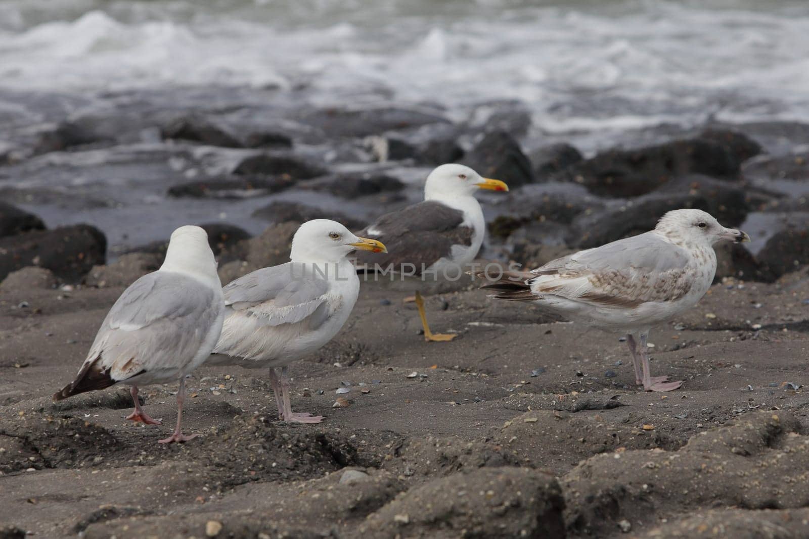 The European herring gull (Larus argentatus) is a large gull. One of the best known of all gulls along the shores of western Europe, it was once abundant.