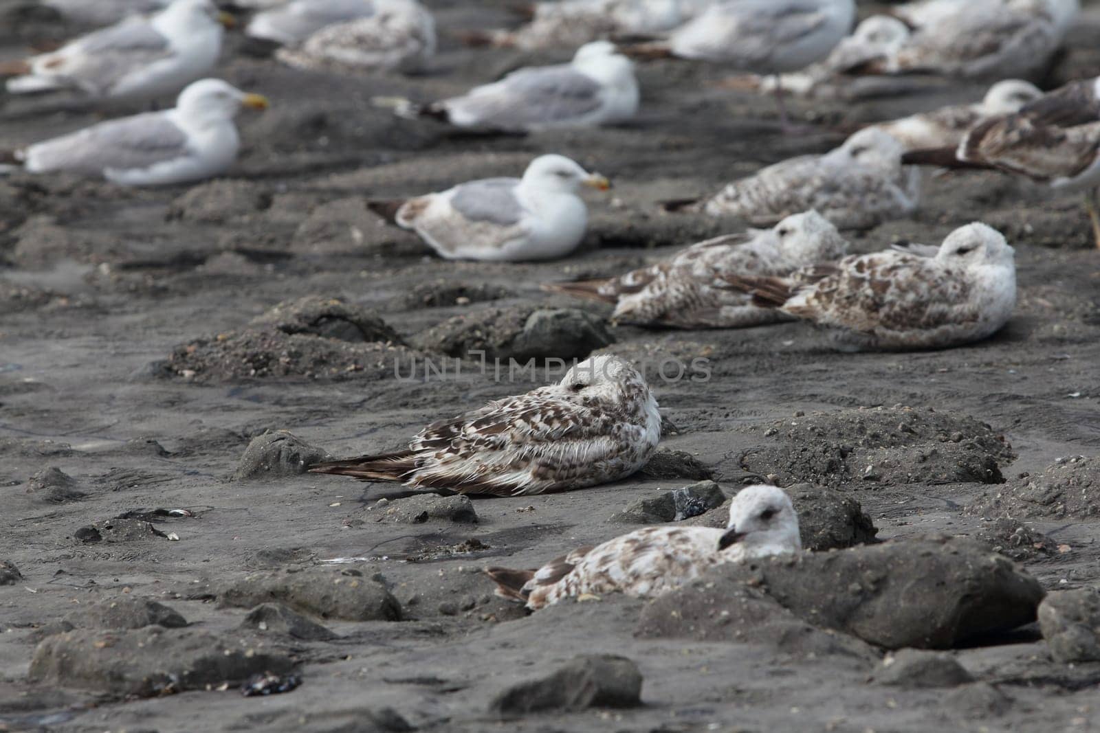 The European herring gull (Larus argentatus) is a large gull. One of the best known of all gulls along the shores of western Europe, it was once abundant.