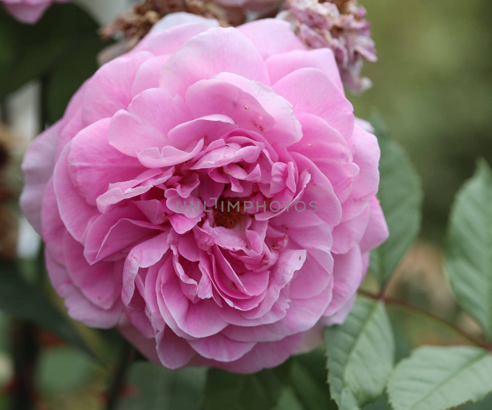 A rose is a woody perennial flowering plant of the genus Rosa, in the family Rosaceae, or the flower it bears