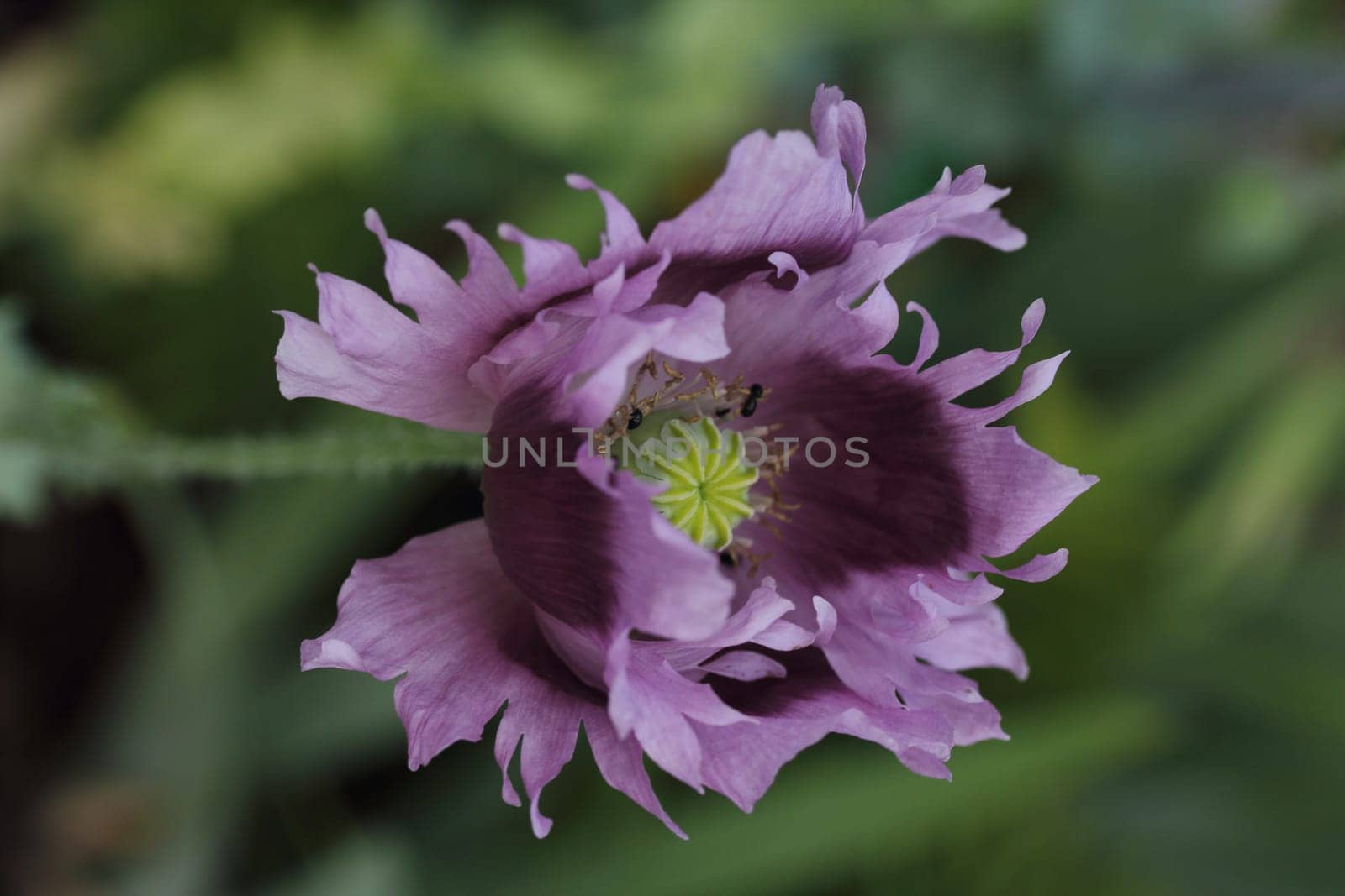 The Turkish poppy is a perennial, herbaceous plant and reaches stature heights up to 100 centimeters