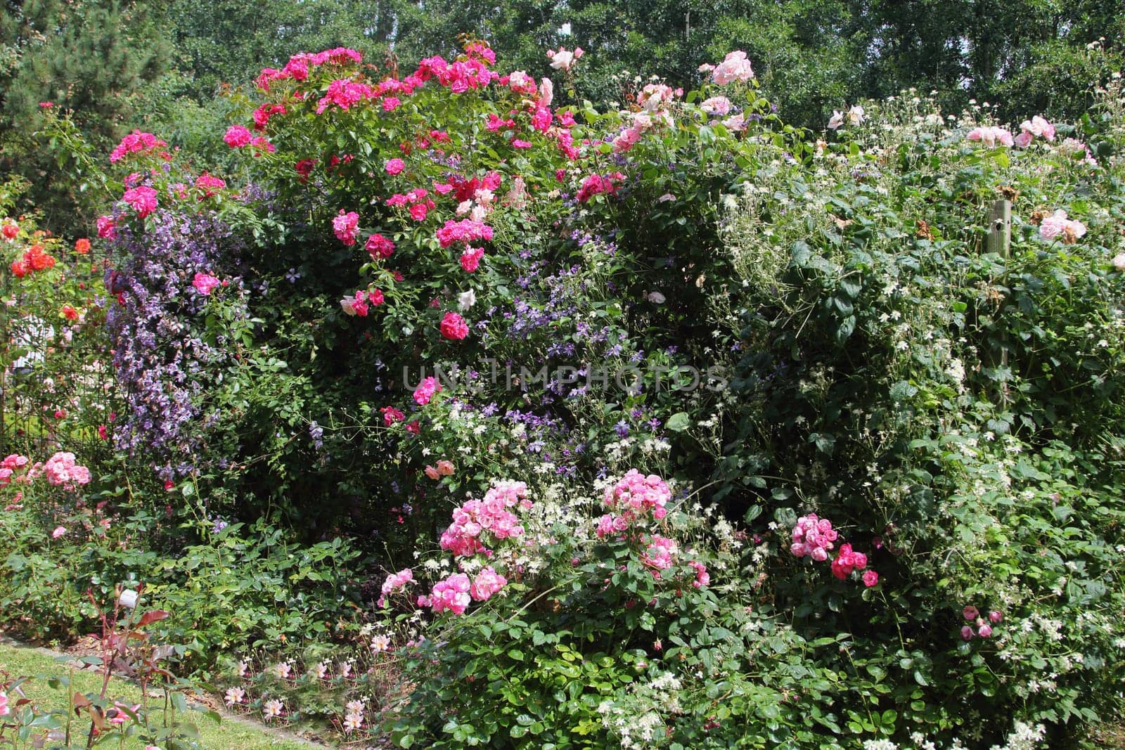 A rose is a woody perennial flowering plant of the genus Rosa, in the family Rosaceae, or the flower it bears