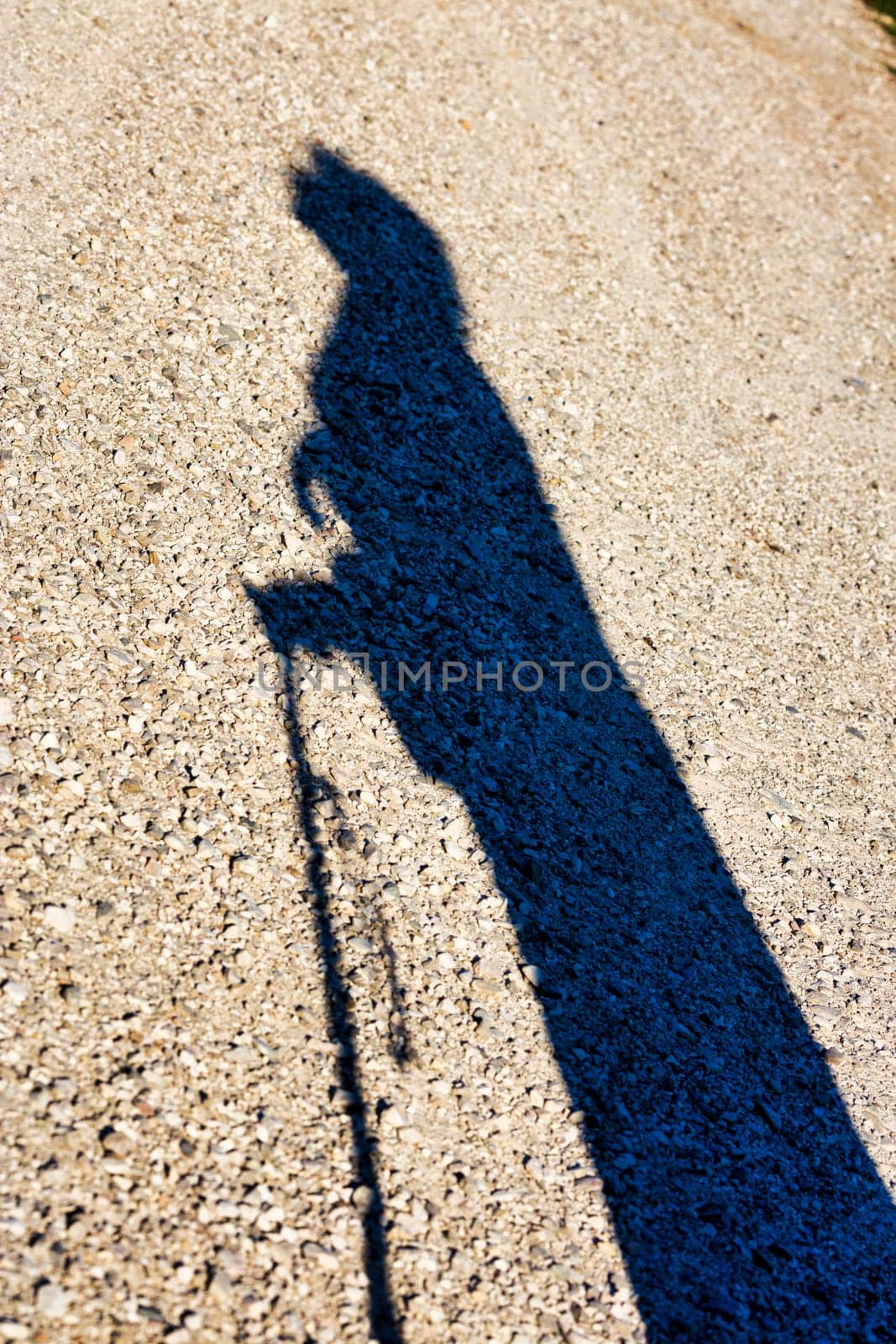 The sunset casts the outline of an aged woman on the ground, symbolizing the evening phase of her life Weary yet hopeful, she clutches her stick, looking skyward