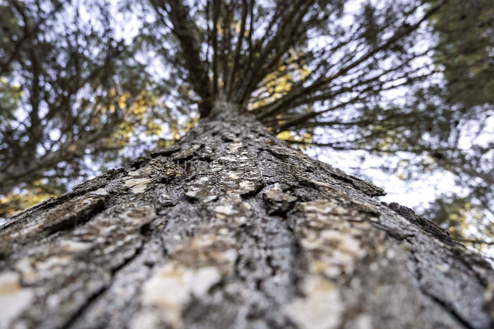 Detail of old tree in a forest in nature, freedom