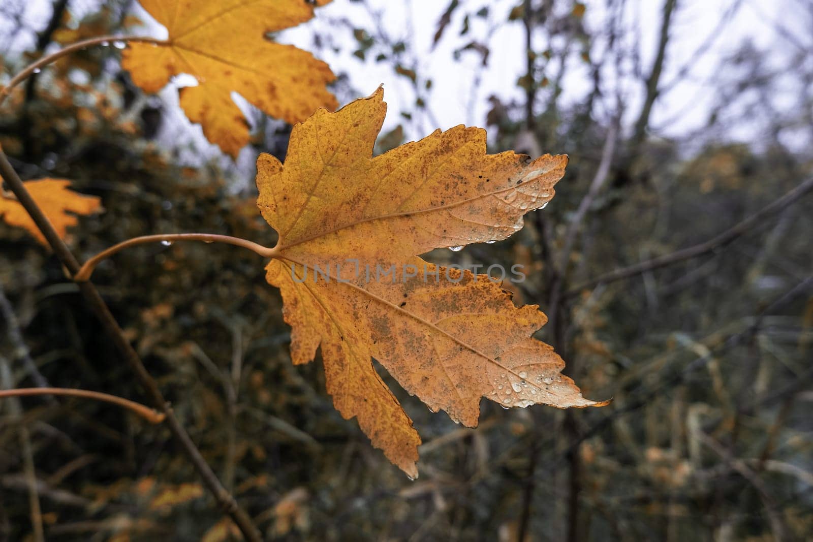 Detail of yellow tree leaves on an autumn day in the forest
