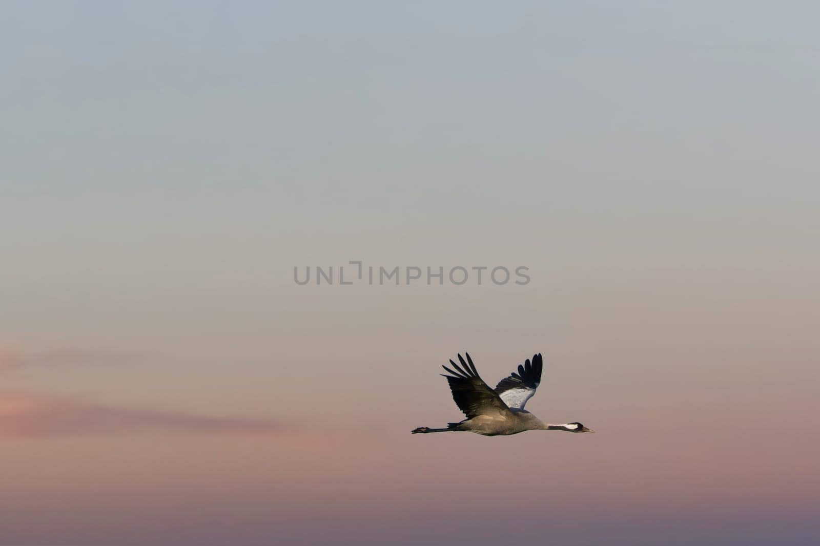 Cranes fly in the sky at sunset. Migratory birds on the Darss. Wildlife photo from nature in Germany