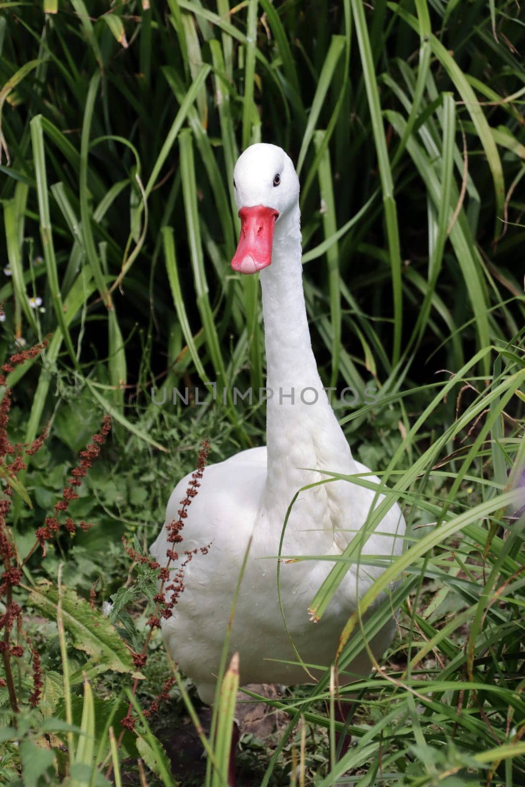 Coscorobaschwan (Coscoroba coscoroba), Deutschland