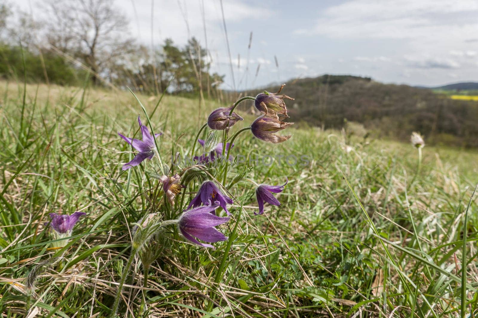 wilde Küchenschellen (Pulsatilla vulgaris) auf einem Kalktrockenrasen