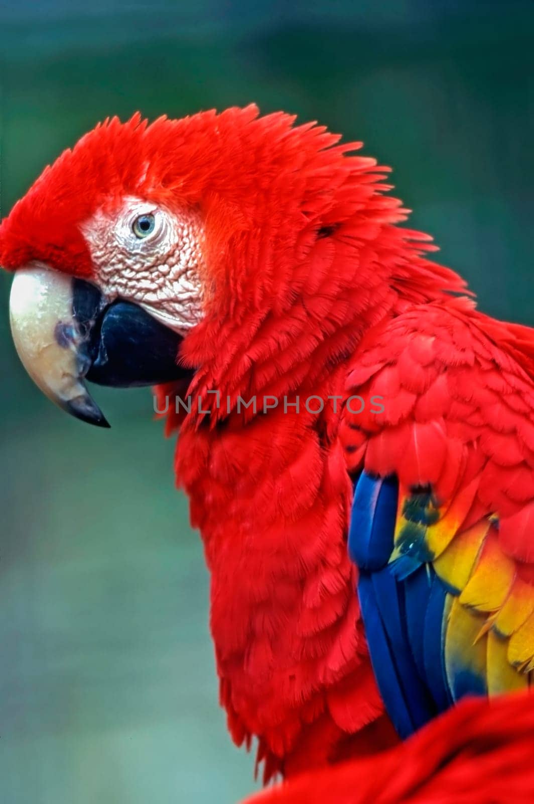 Close up of a Scarlet Macaw
