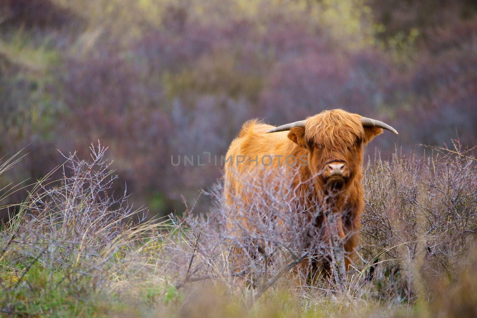 Scottish highland cattle, cow in the countryside, bull with horns on a pasture, ginger shaggy coat