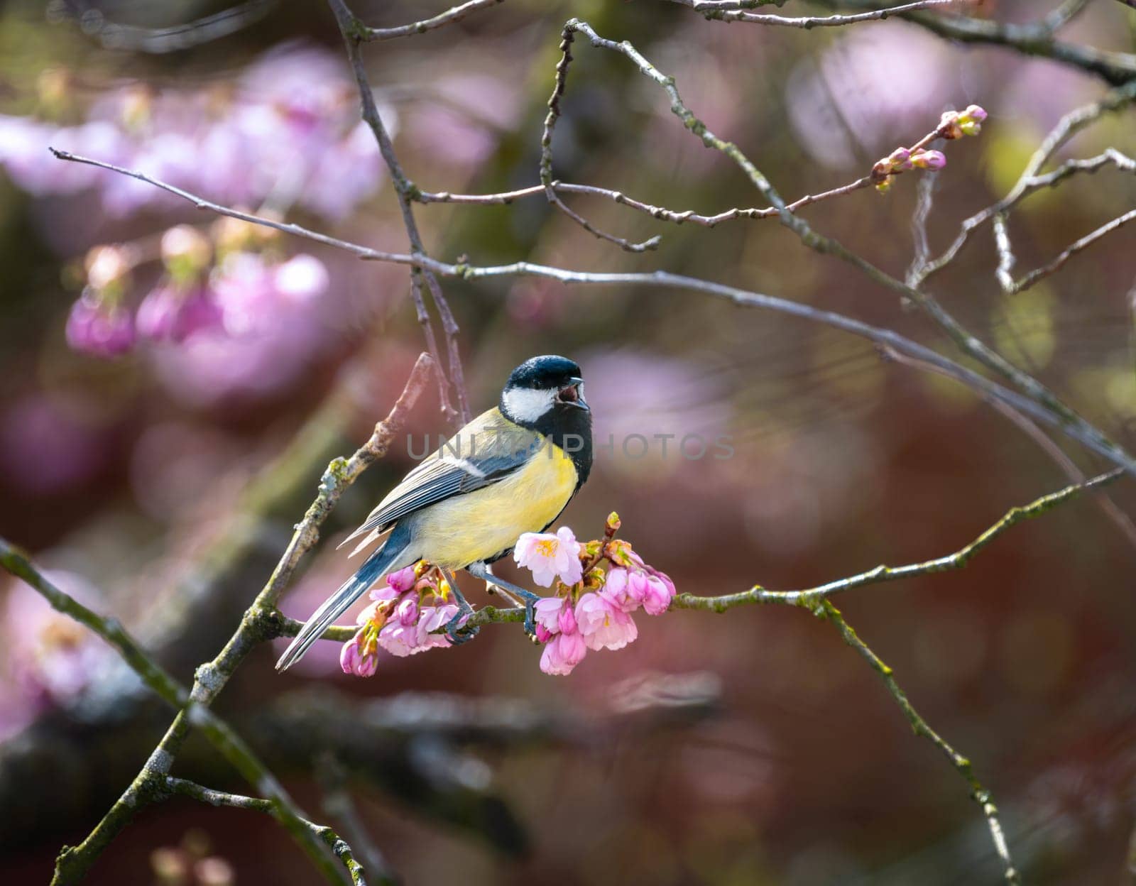 Great tit bird sitting in a pink flowering cherry tree