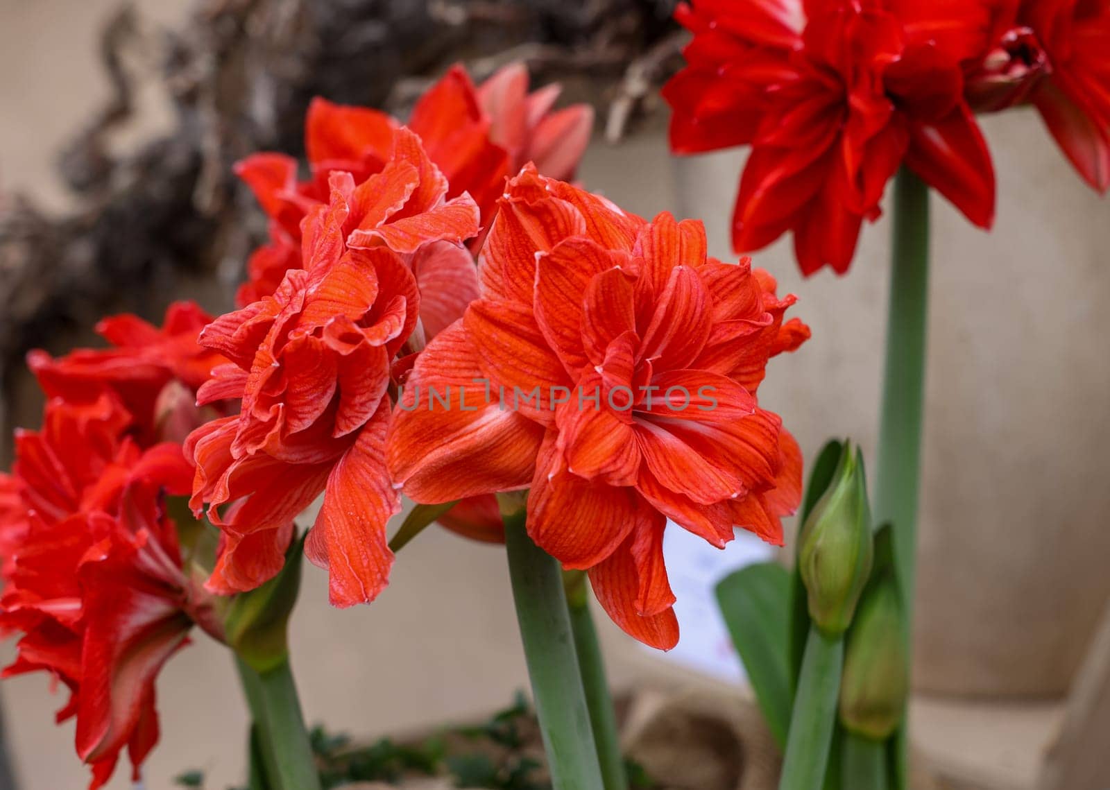 Red Amaryllis called Double Circus