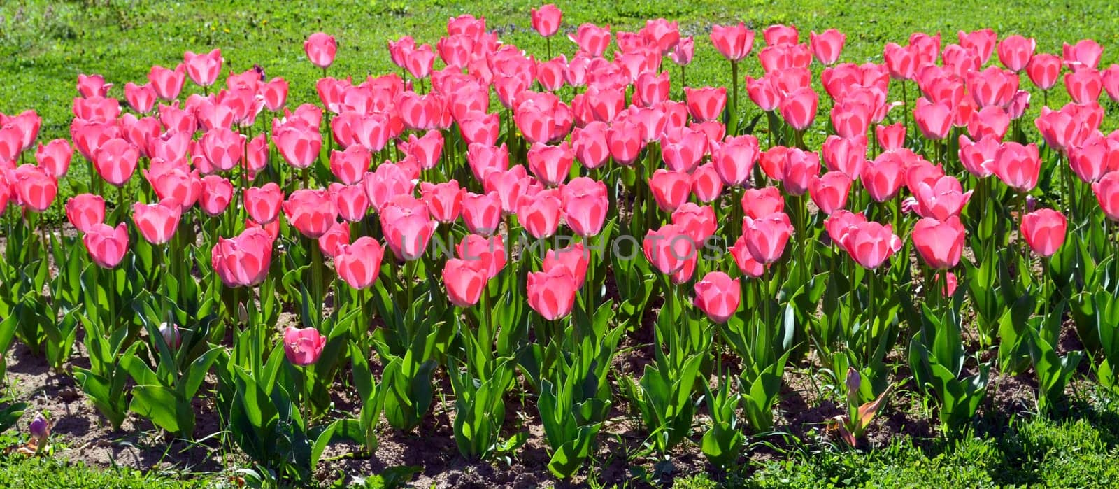 Row of pink tulips. Border of tulip flowers