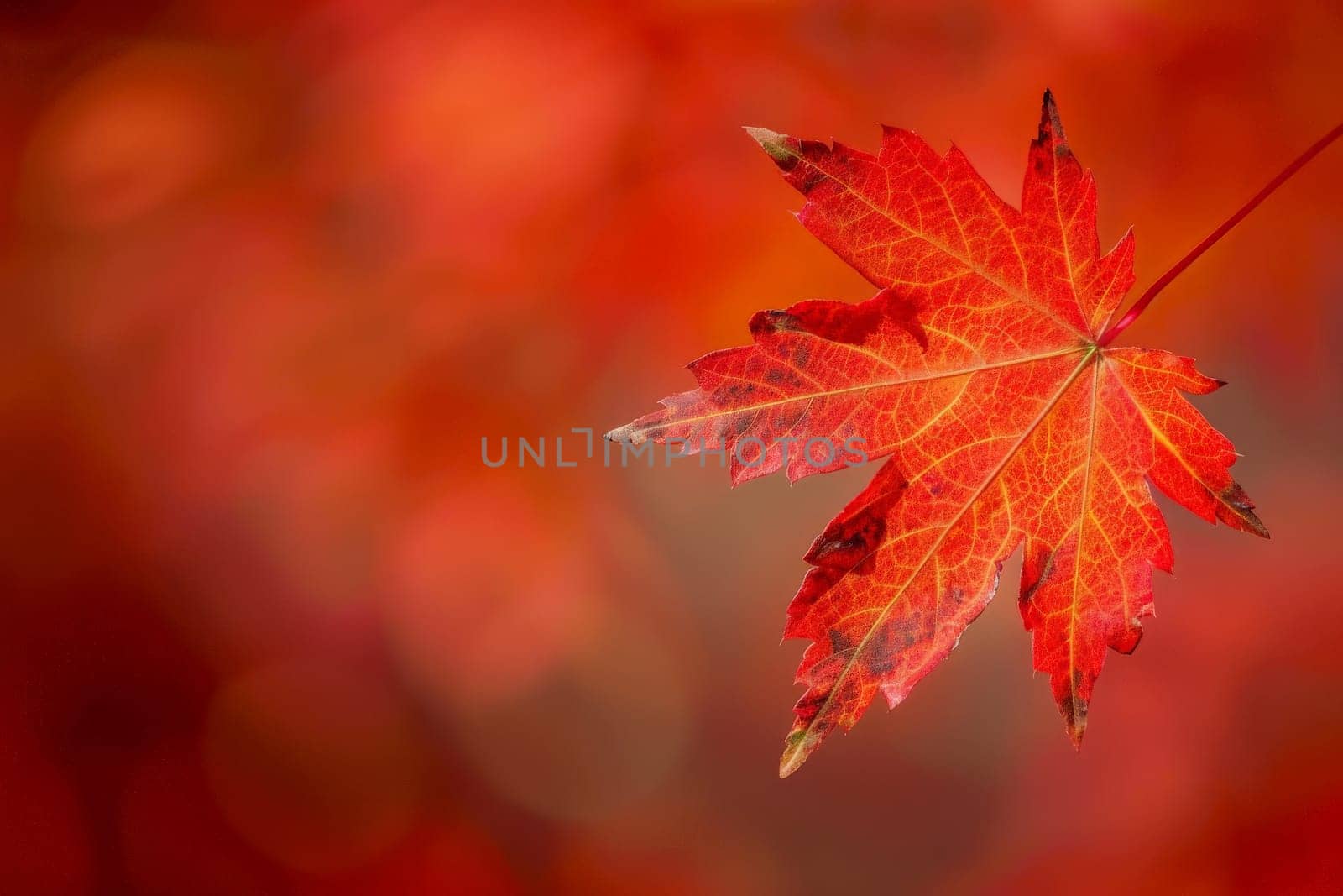 A vibrant red maple leaf dances gracefully against a soft, blurred backdrop.