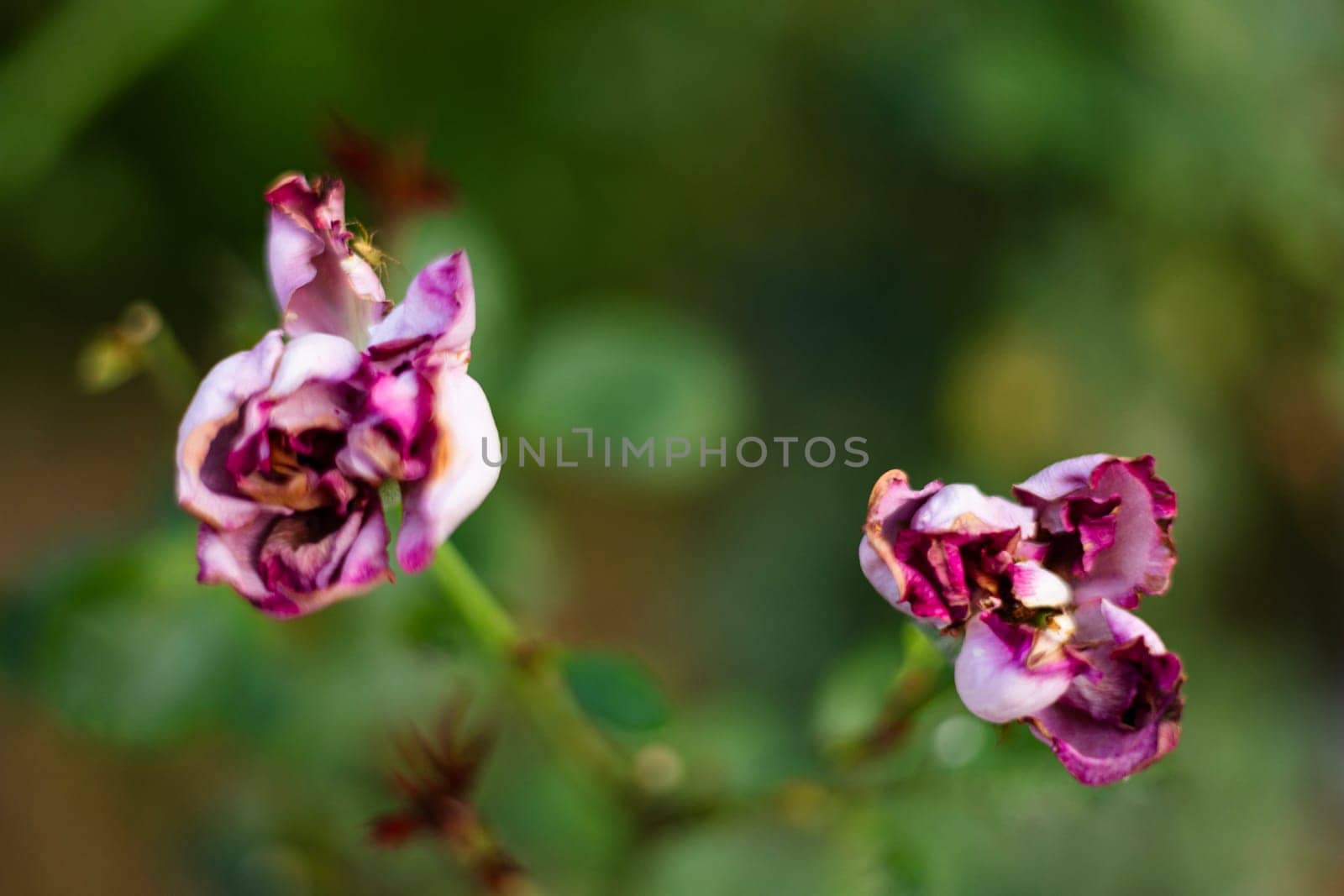 Red magenta wither rose on green background. Close up of spoiled rose buds.