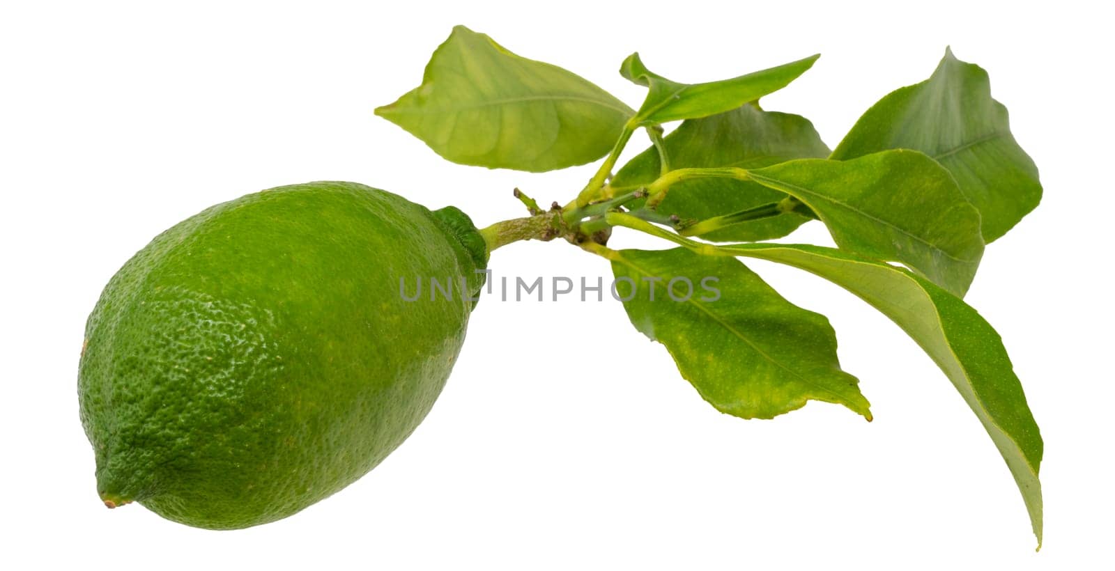 Lemon on a branch with leaves isolated on a white background.