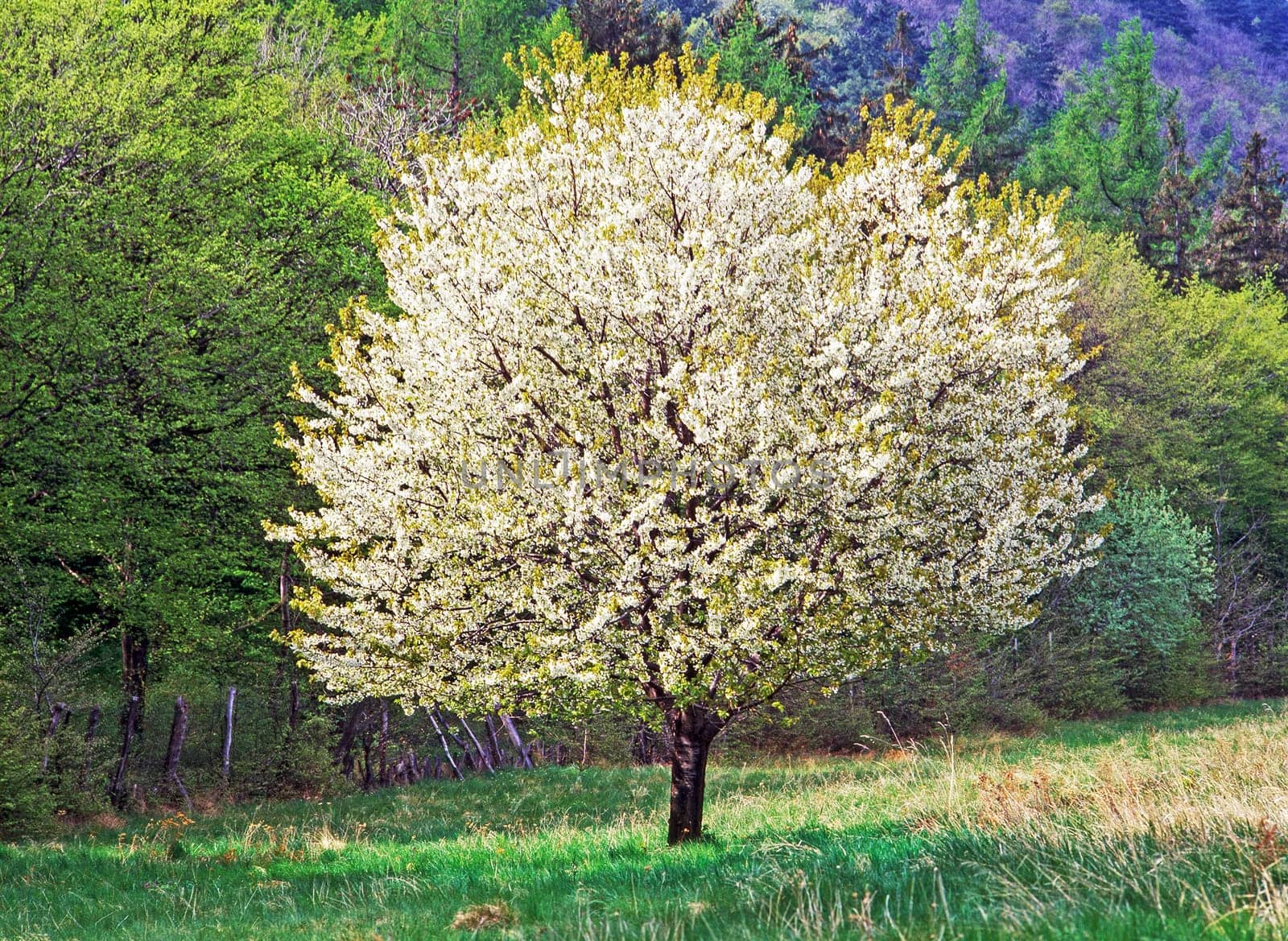 Spring in the Garden